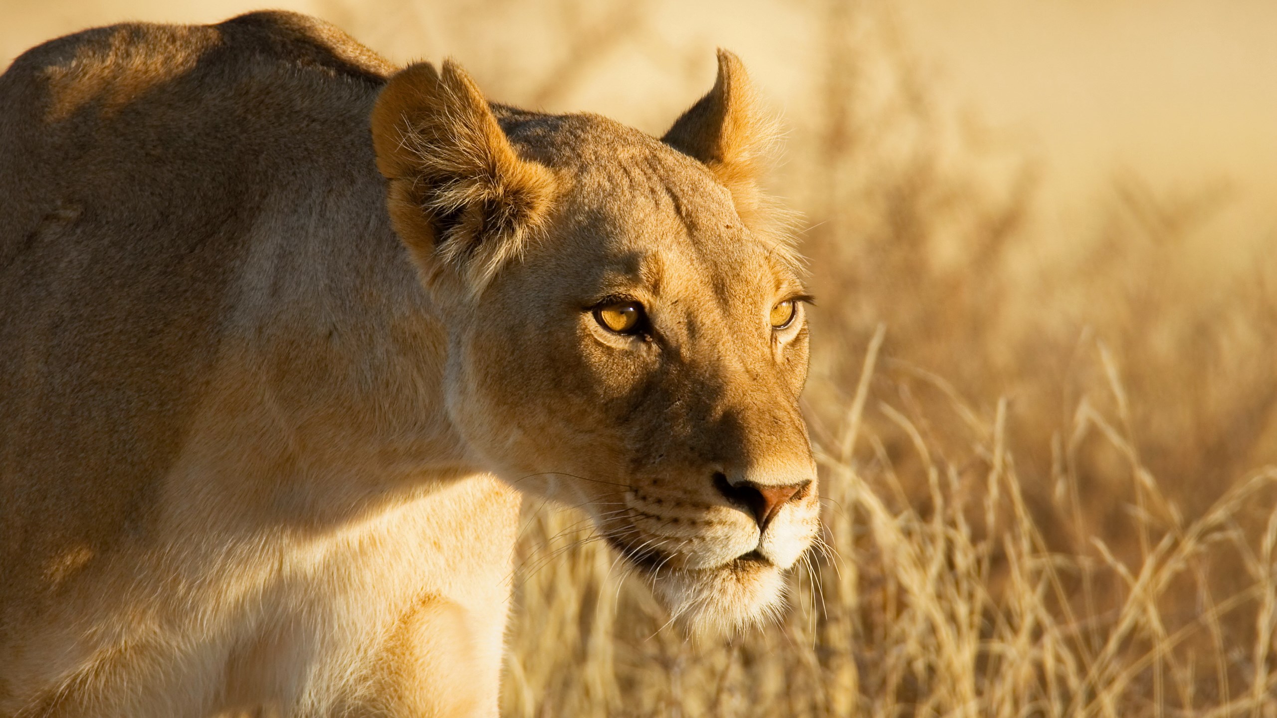 Lioness in tall dry grass at sunset HD Wallpaper