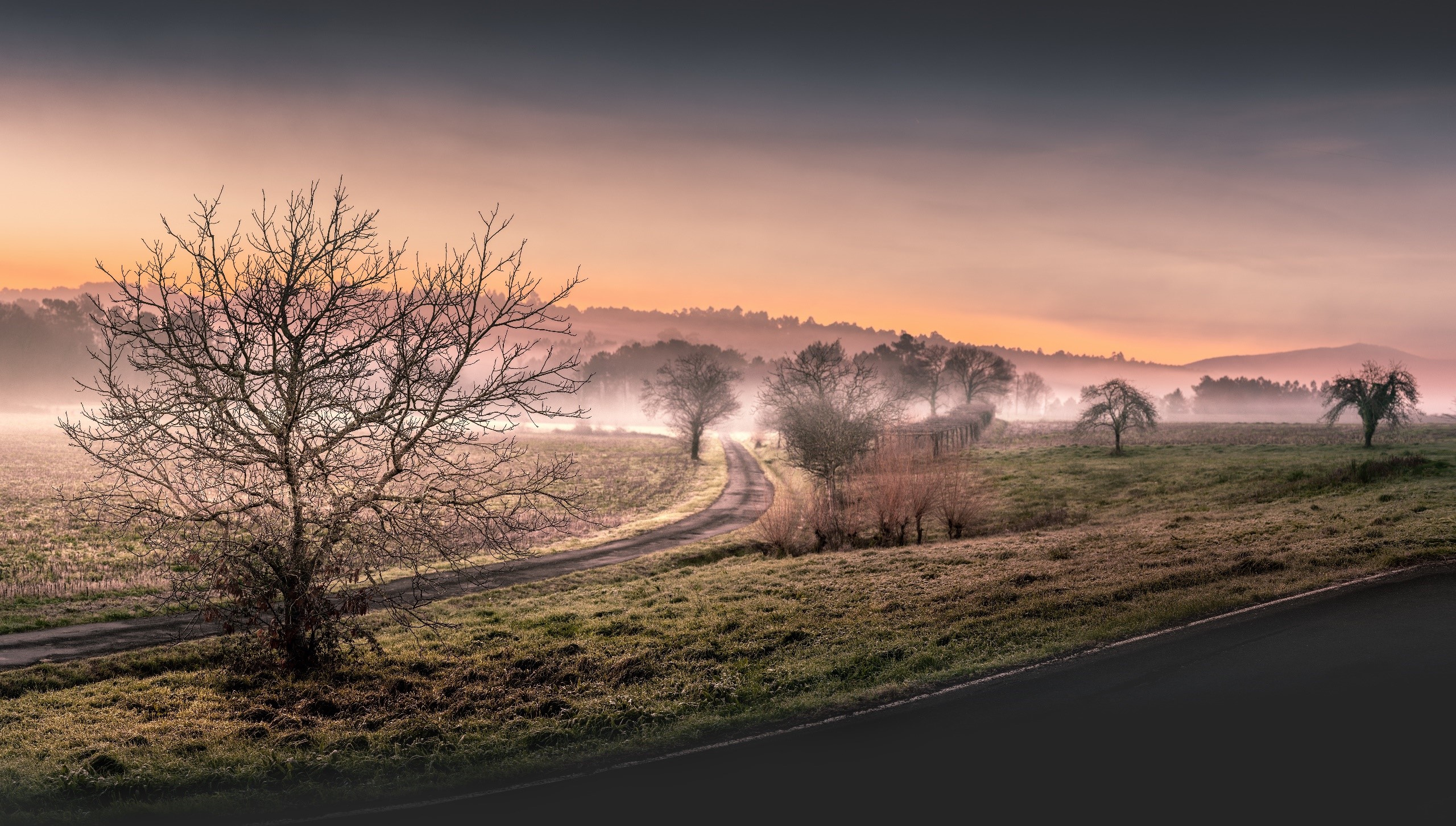 Misty landscape with trees and a road at sunrise HD Wallpaper