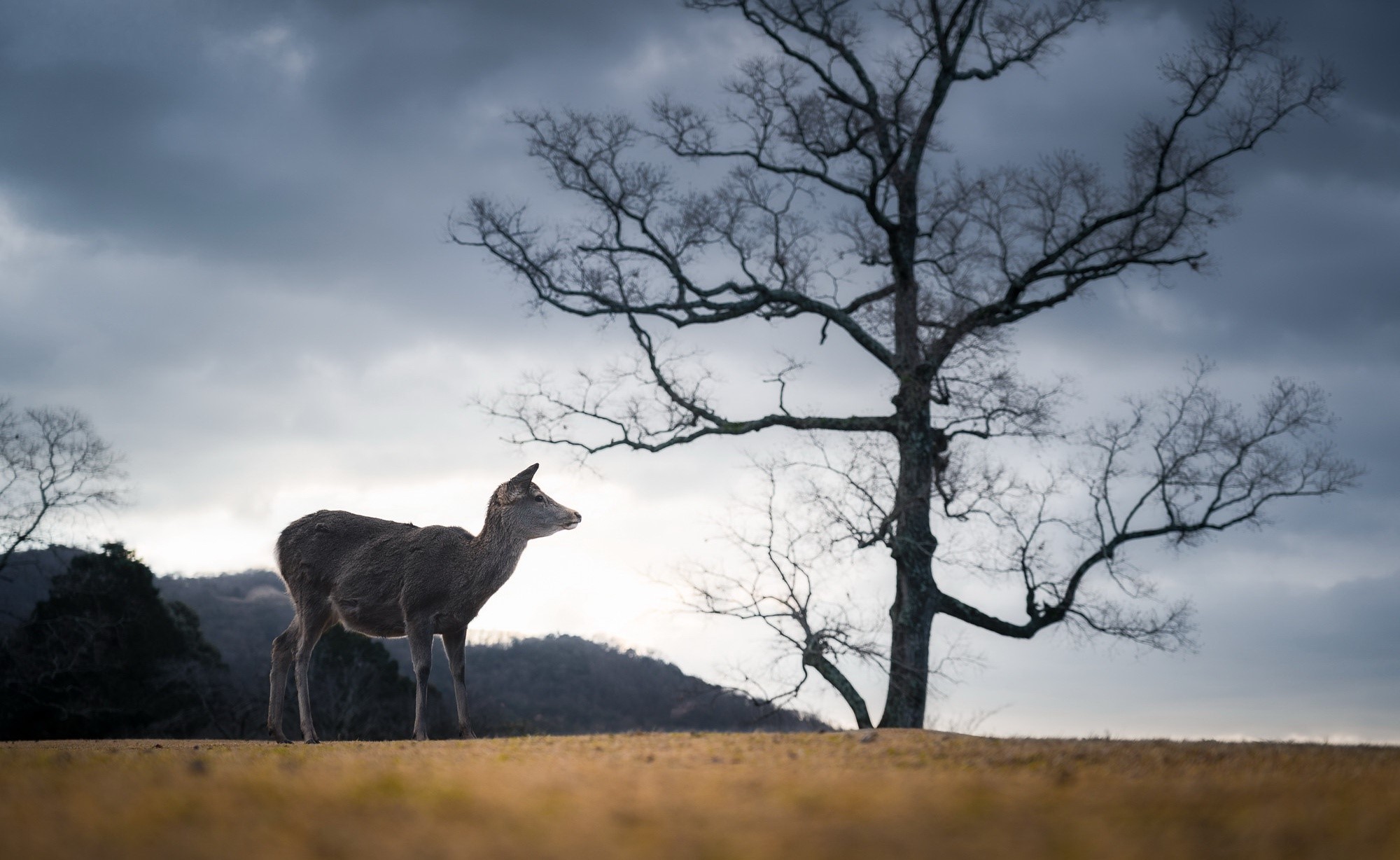 Deer standing in a field with a bare tree HD Wallpaper