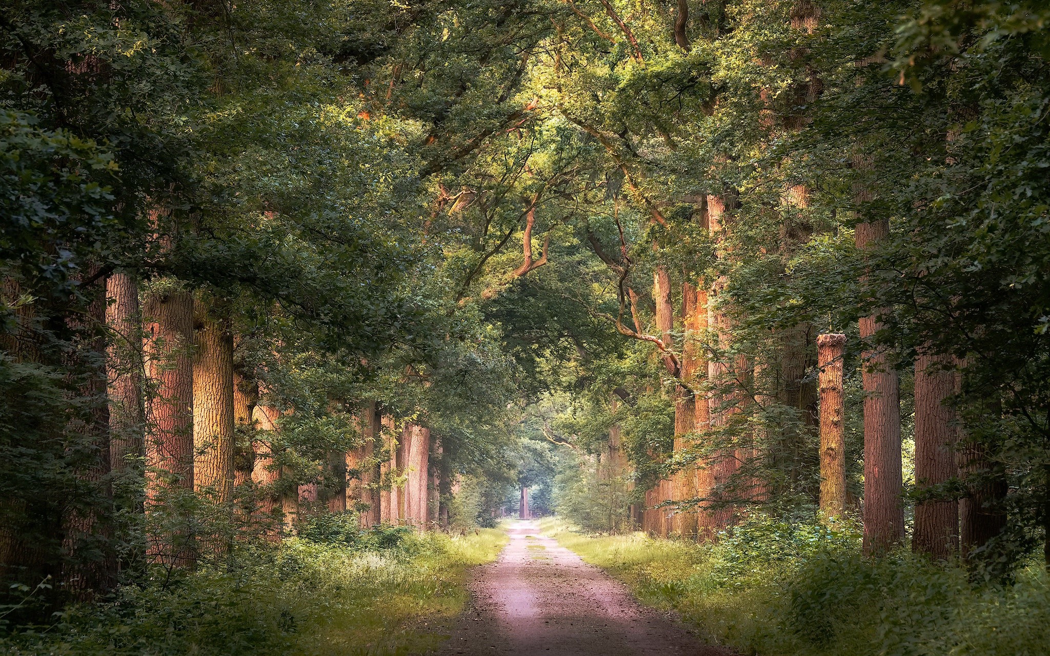 Dirt road through a sunlit forest with tall trees HD Wallpaper