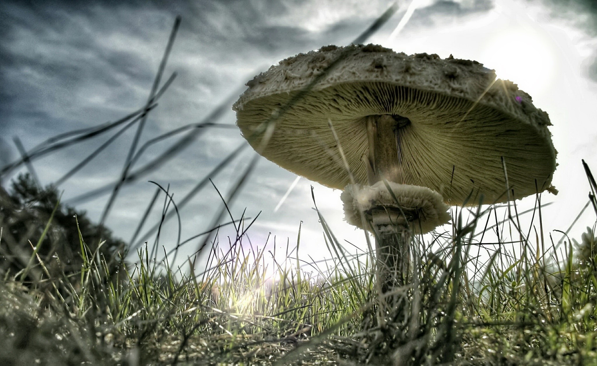 Mushroom in grass with sun rays HD Wallpaper