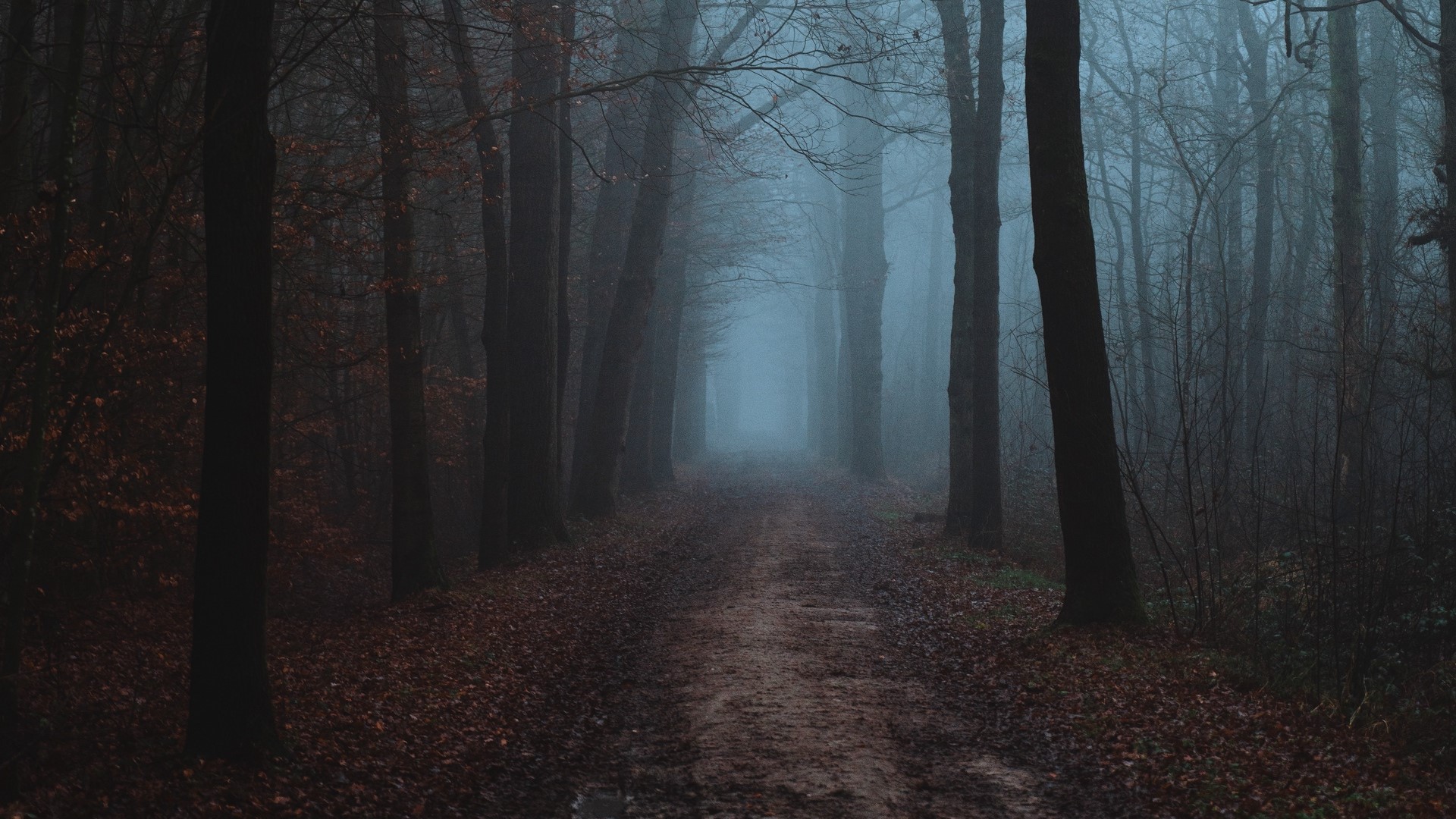 Misty forest path with fallen leaves HD Wallpaper
