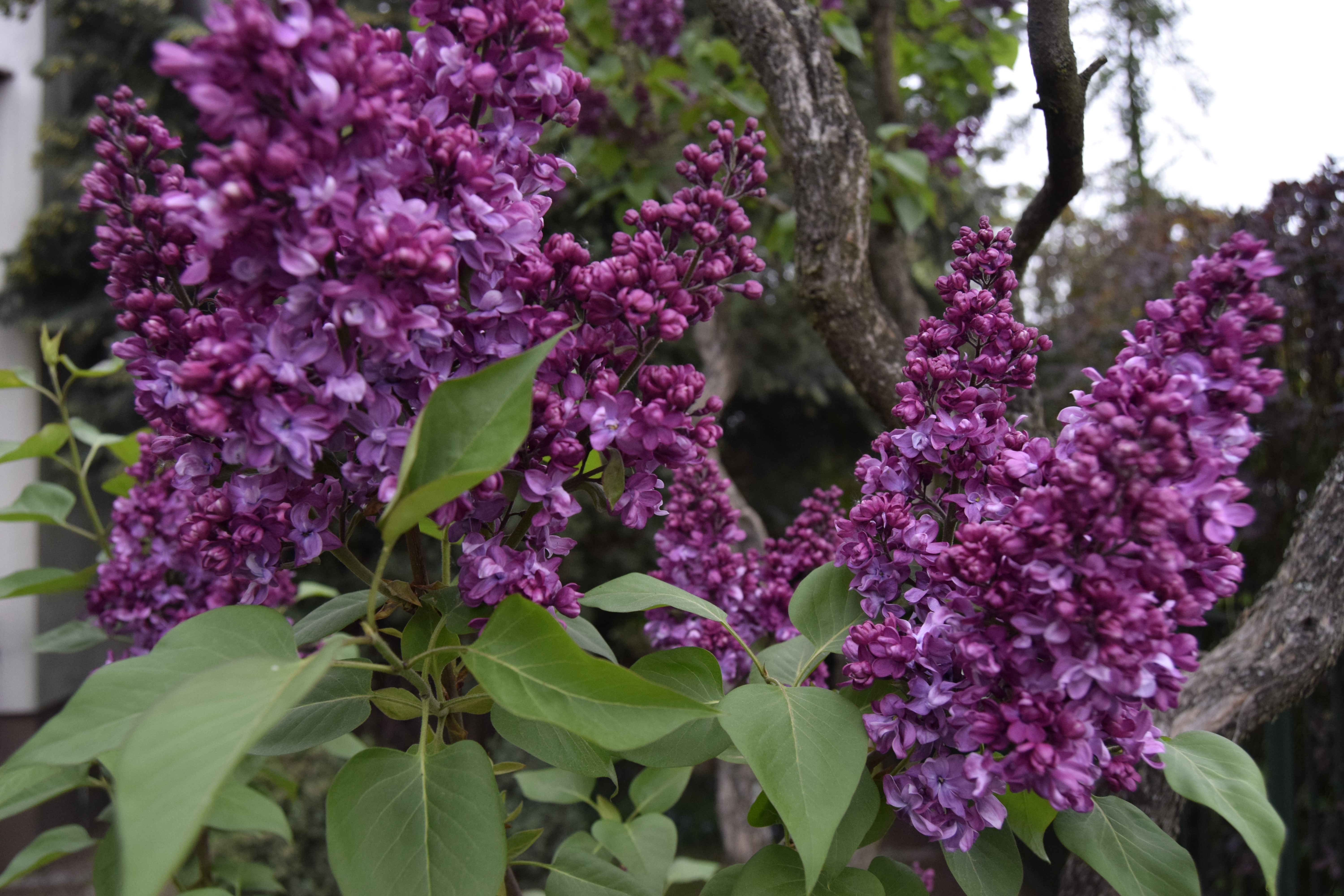 Purple Lilac Flowers in Bloom HD Wallpaper