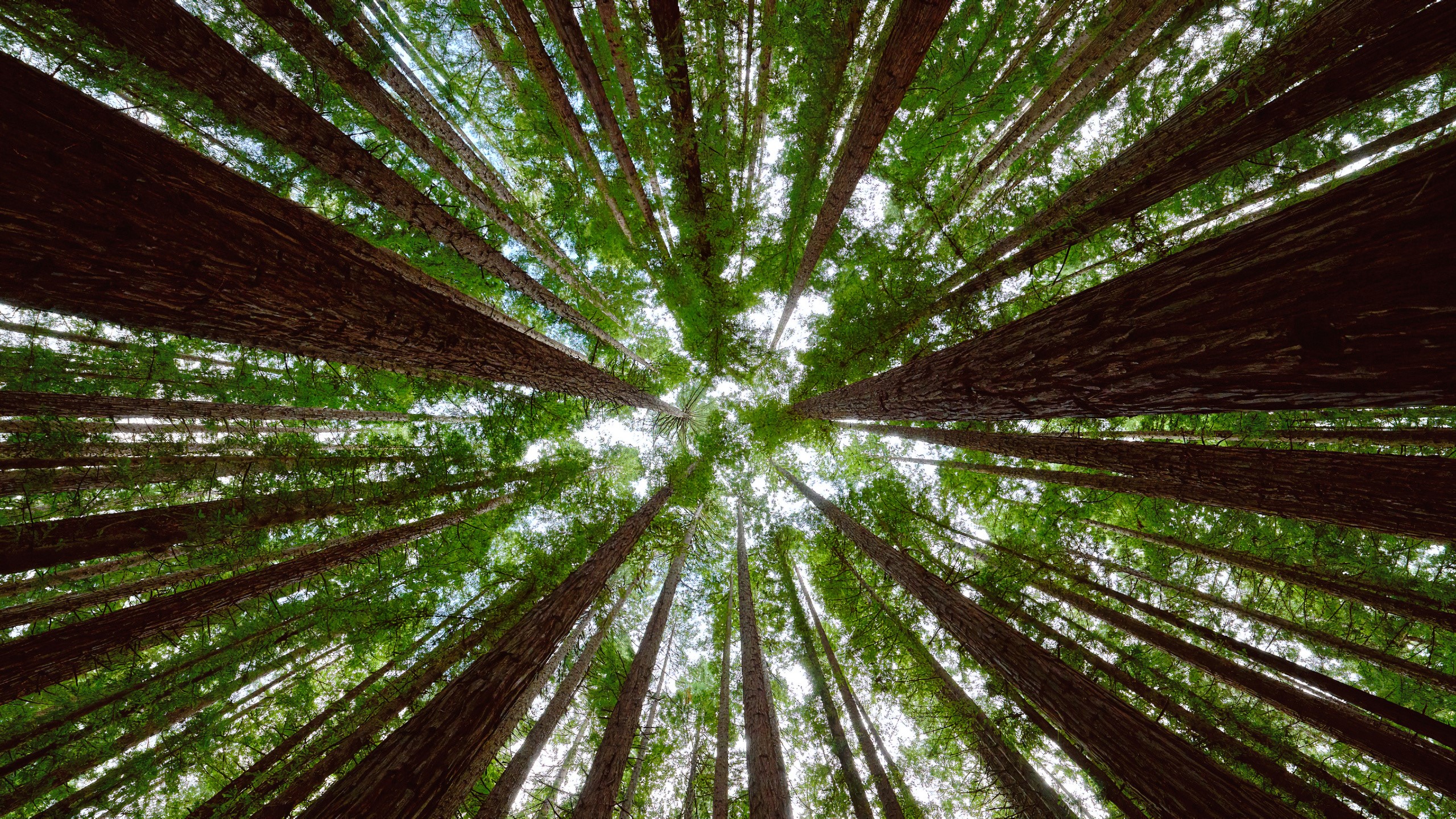 Looking up through tall redwood trees towards the sky HD Wallpaper