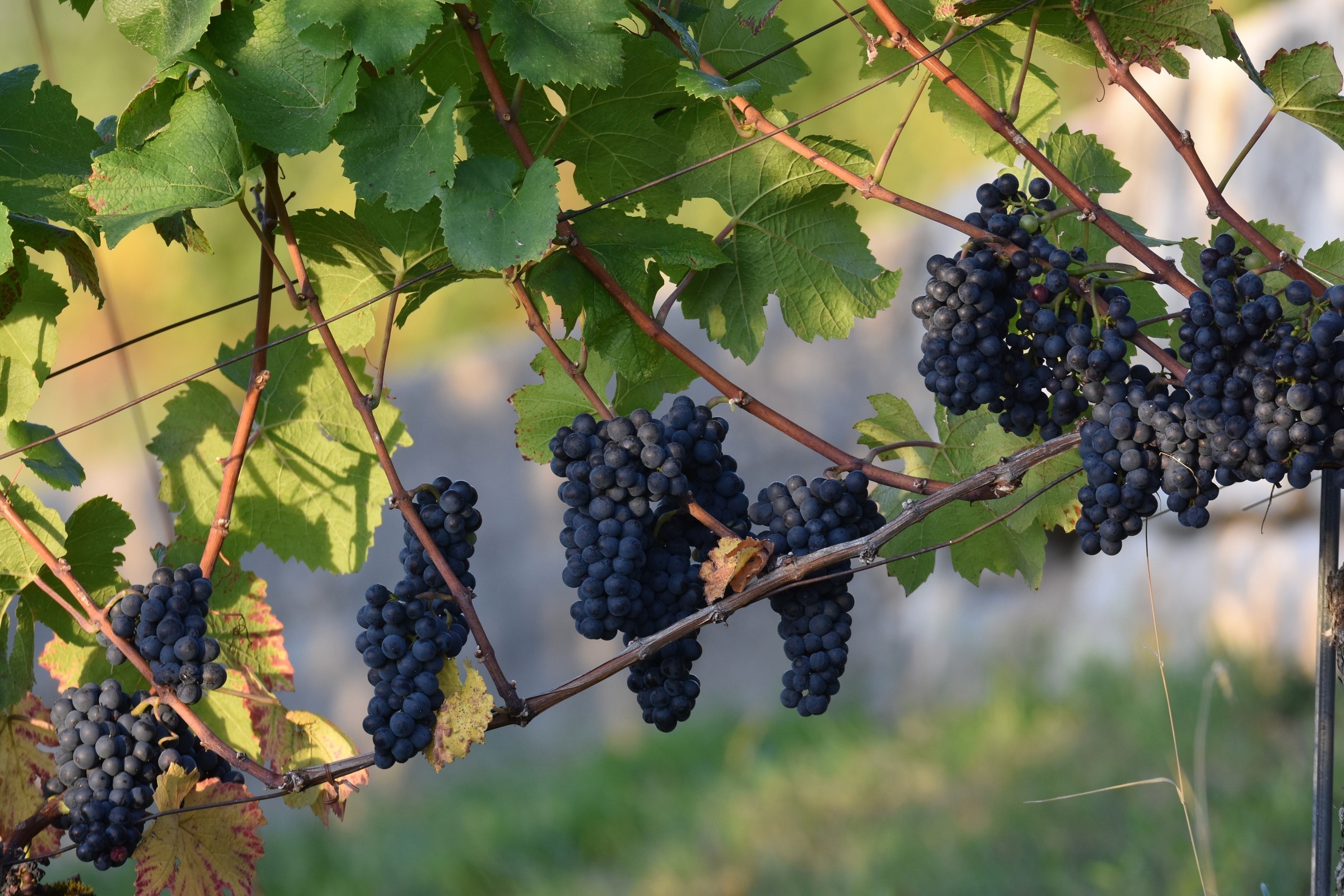 Bunches of dark grapes on a vine with green leaves HD Wallpaper