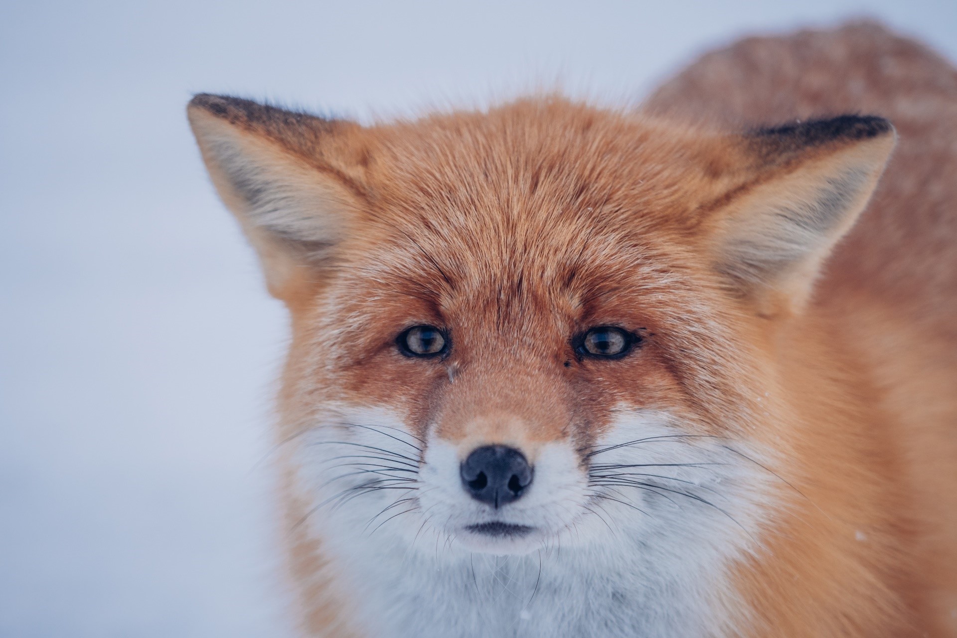 Close-up of a red fox in the snow HD Wallpaper