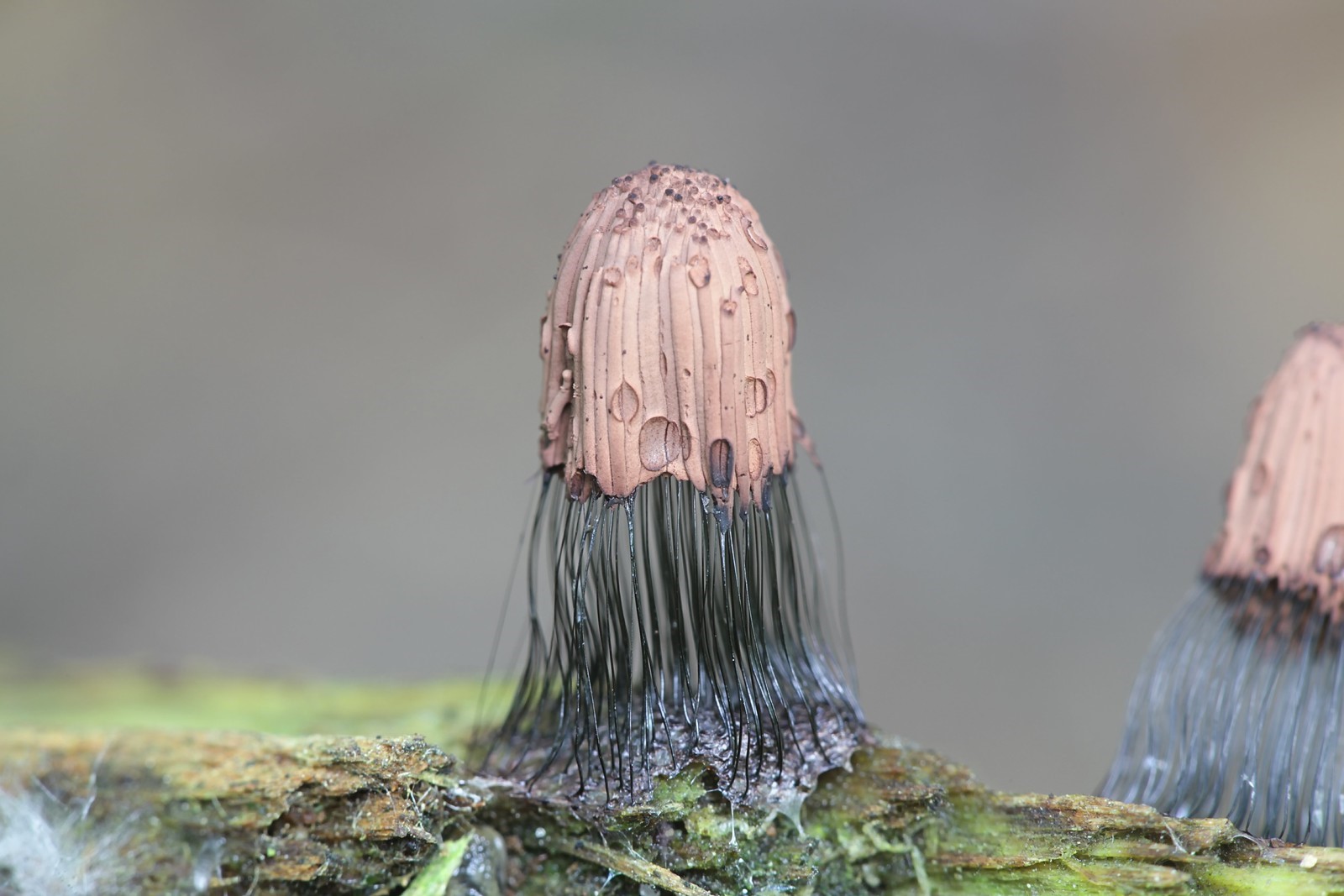 Close-up of a mushroom with water droplets HD Wallpaper