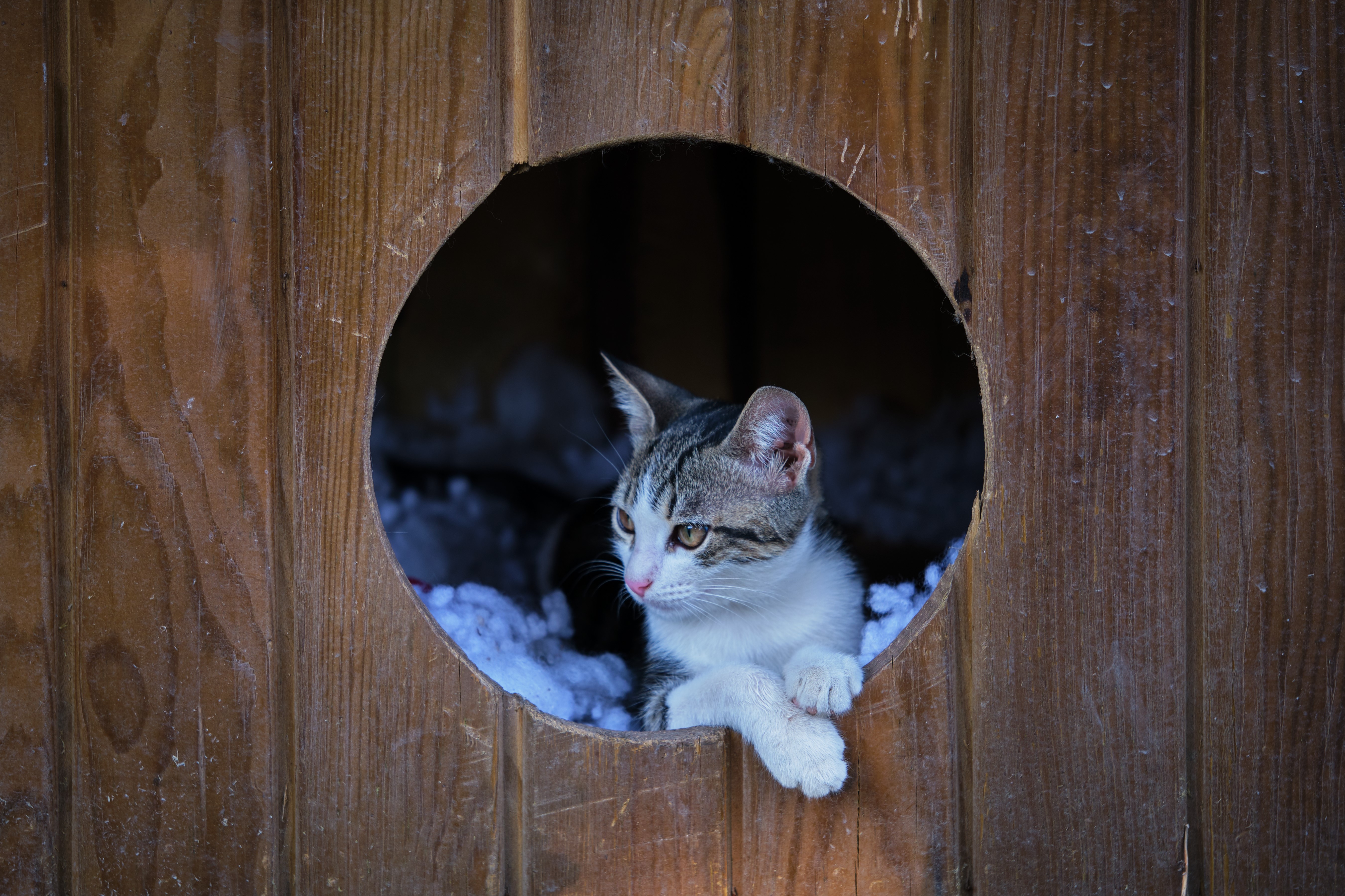 Kitten peeking out of a wooden structure HD Wallpaper