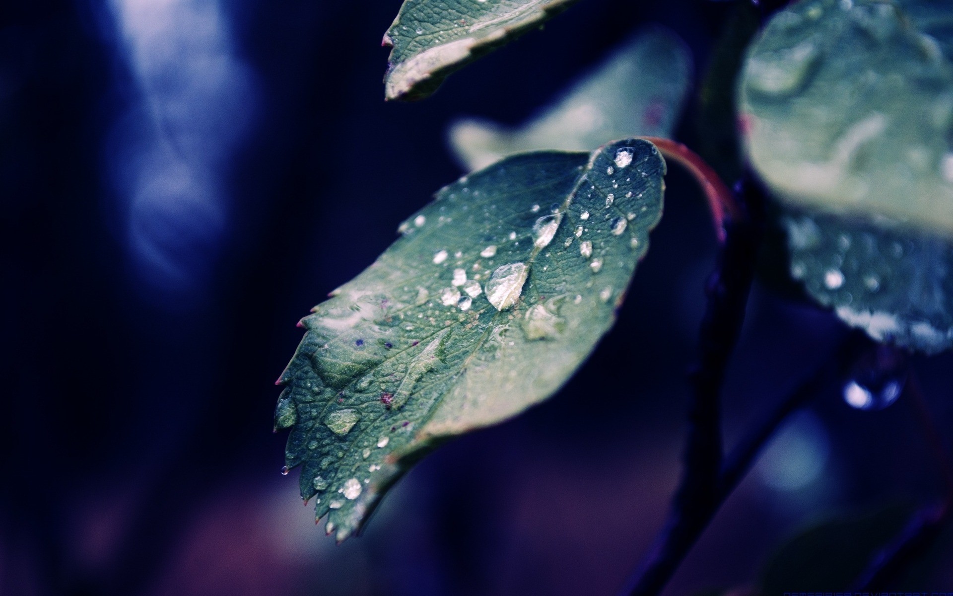 Macro shot of water drops on a green leaf HD Wallpaper