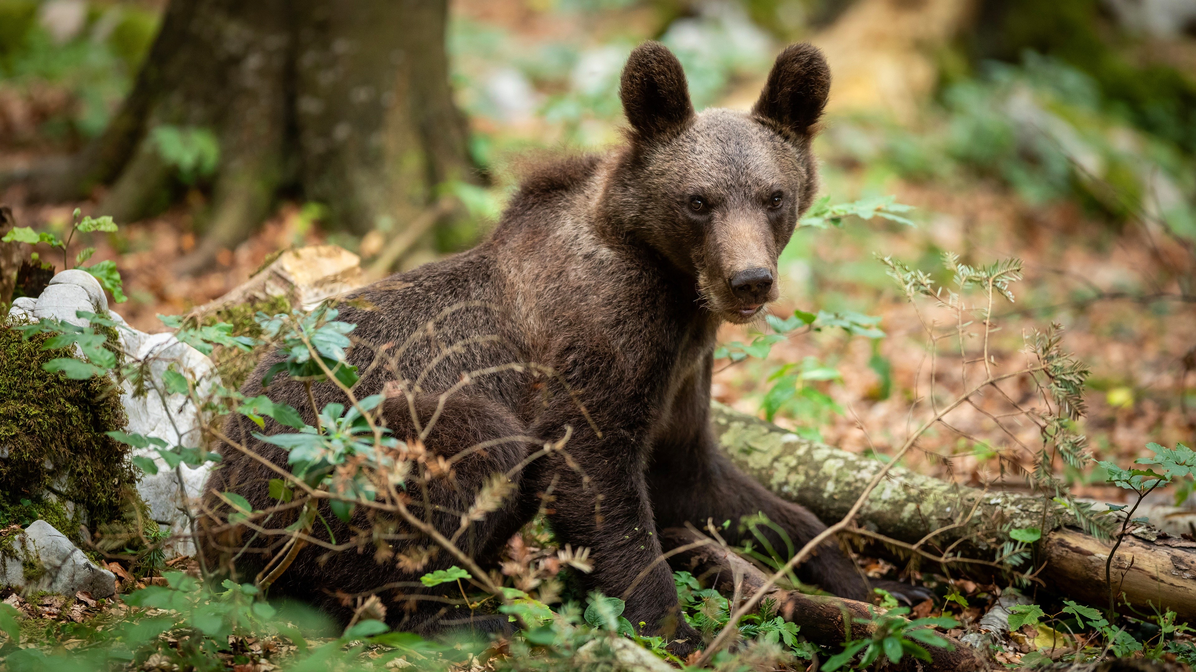 Brown bear cub in a forest HD Wallpaper