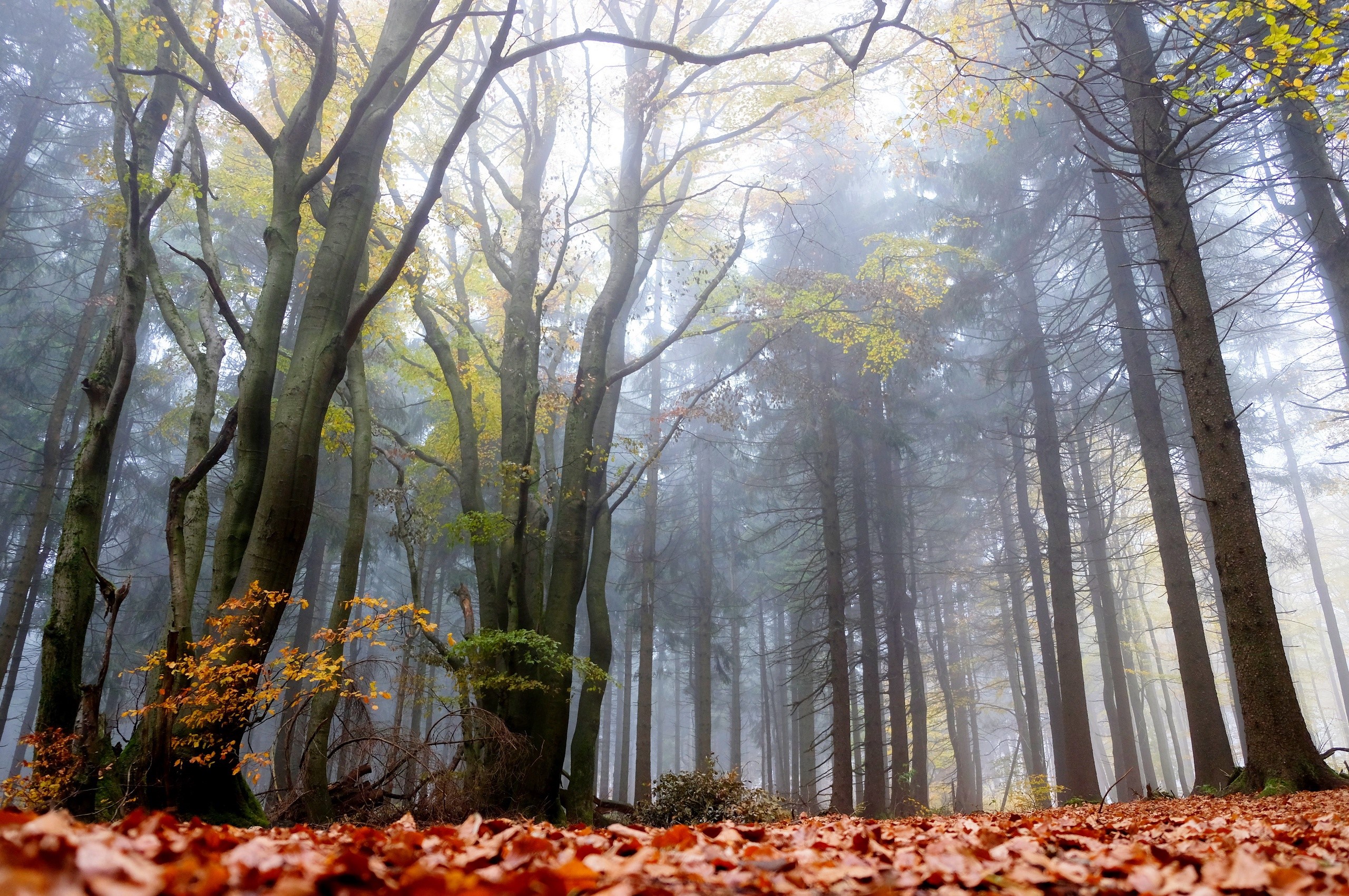 Misty forest floor covered in autumn leaves HD Wallpaper
