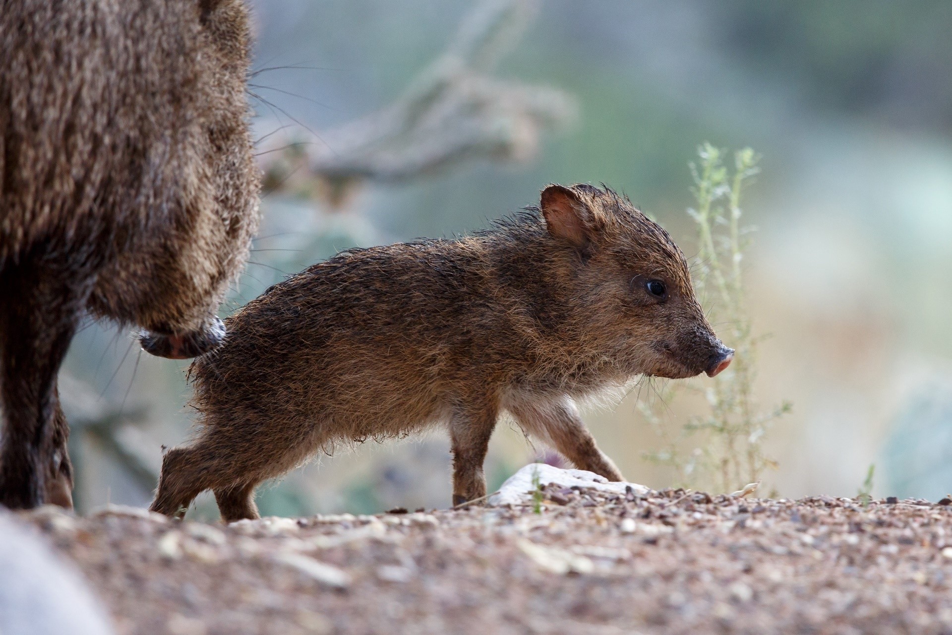 Baby javelina walking next to adult javelina HD Wallpaper
