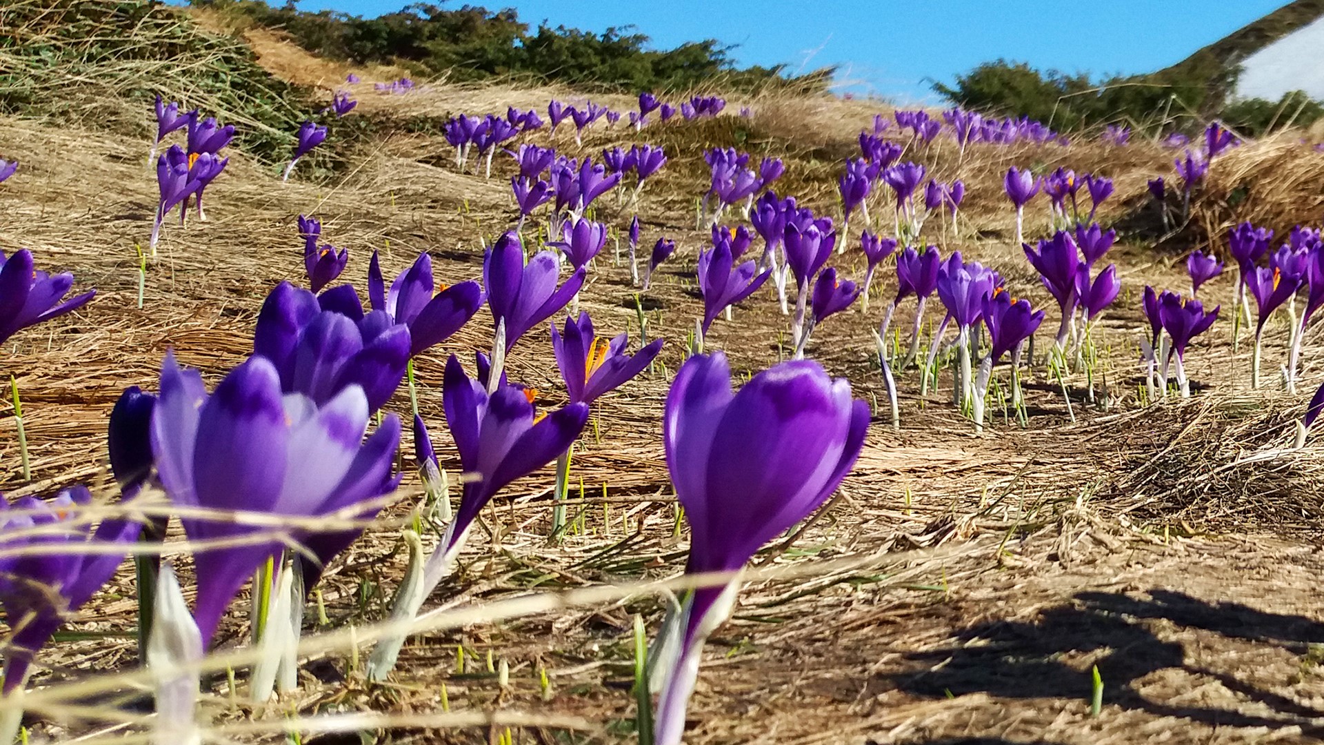 Purple crocuses blooming in dry grass on a hillside HD Wallpaper