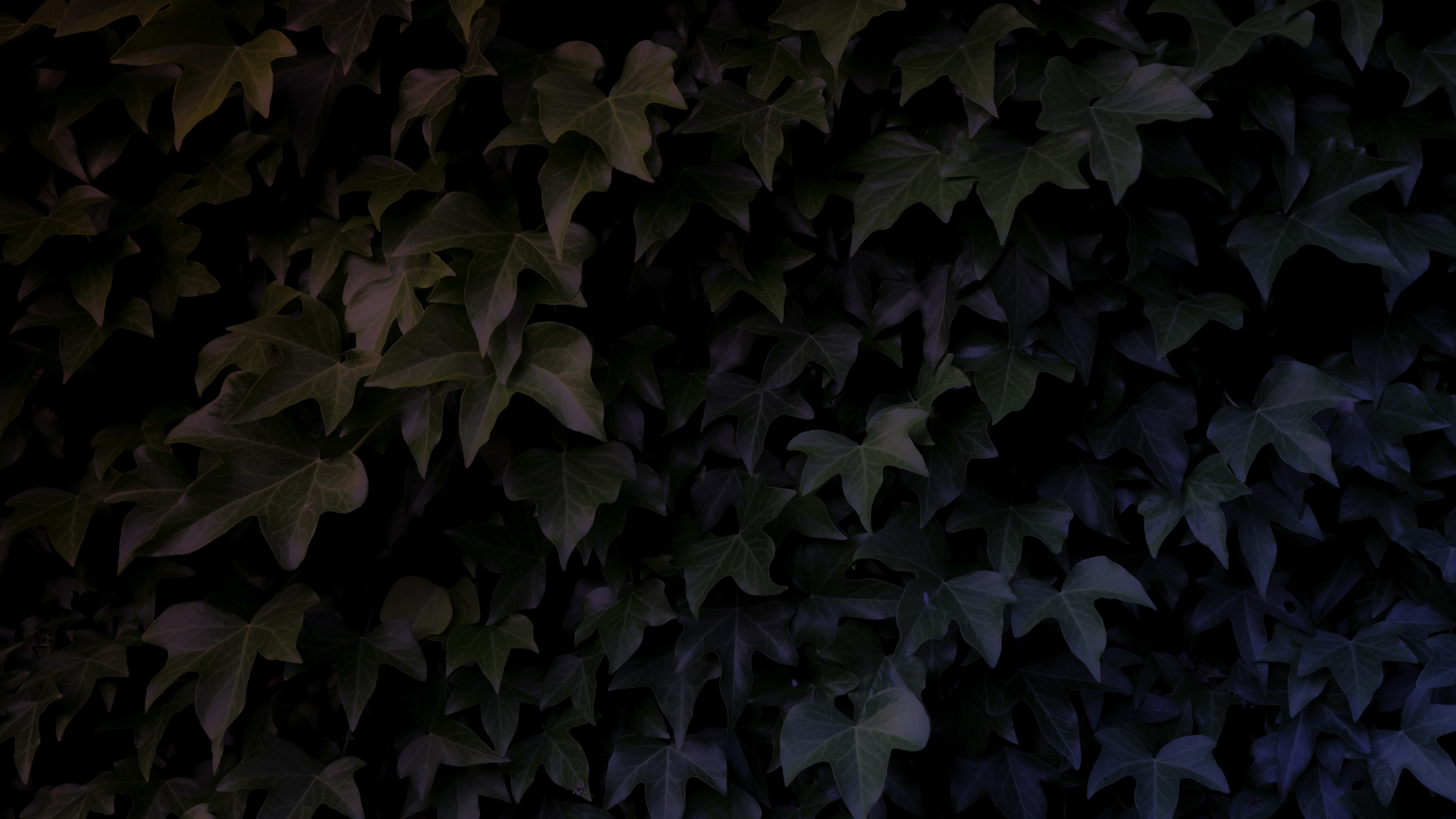 Dark Green Ivy Leaves with Gradient Shadow HD Wallpaper