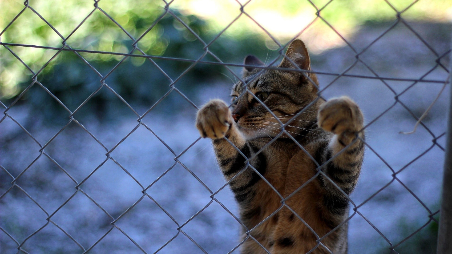 Tabby cat clinging to a chain-link fence HD Wallpaper