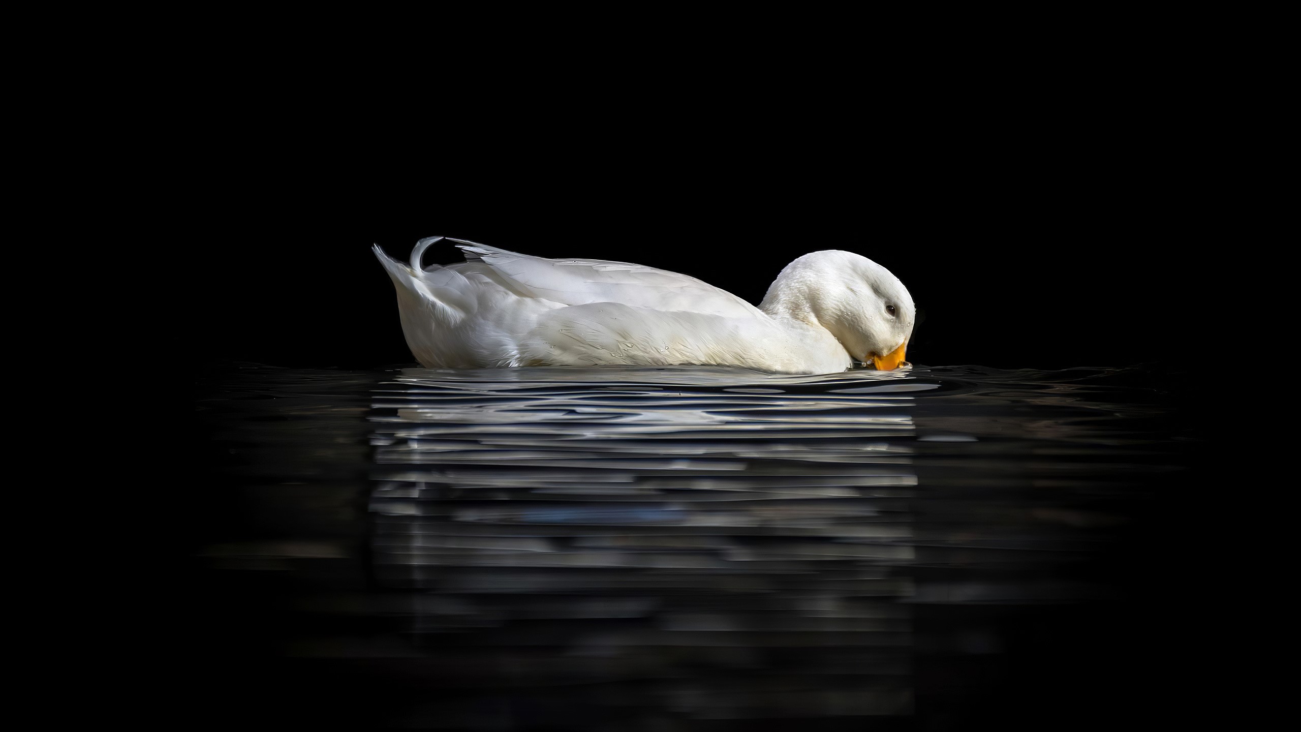 White duck swimming in dark water HD Wallpaper