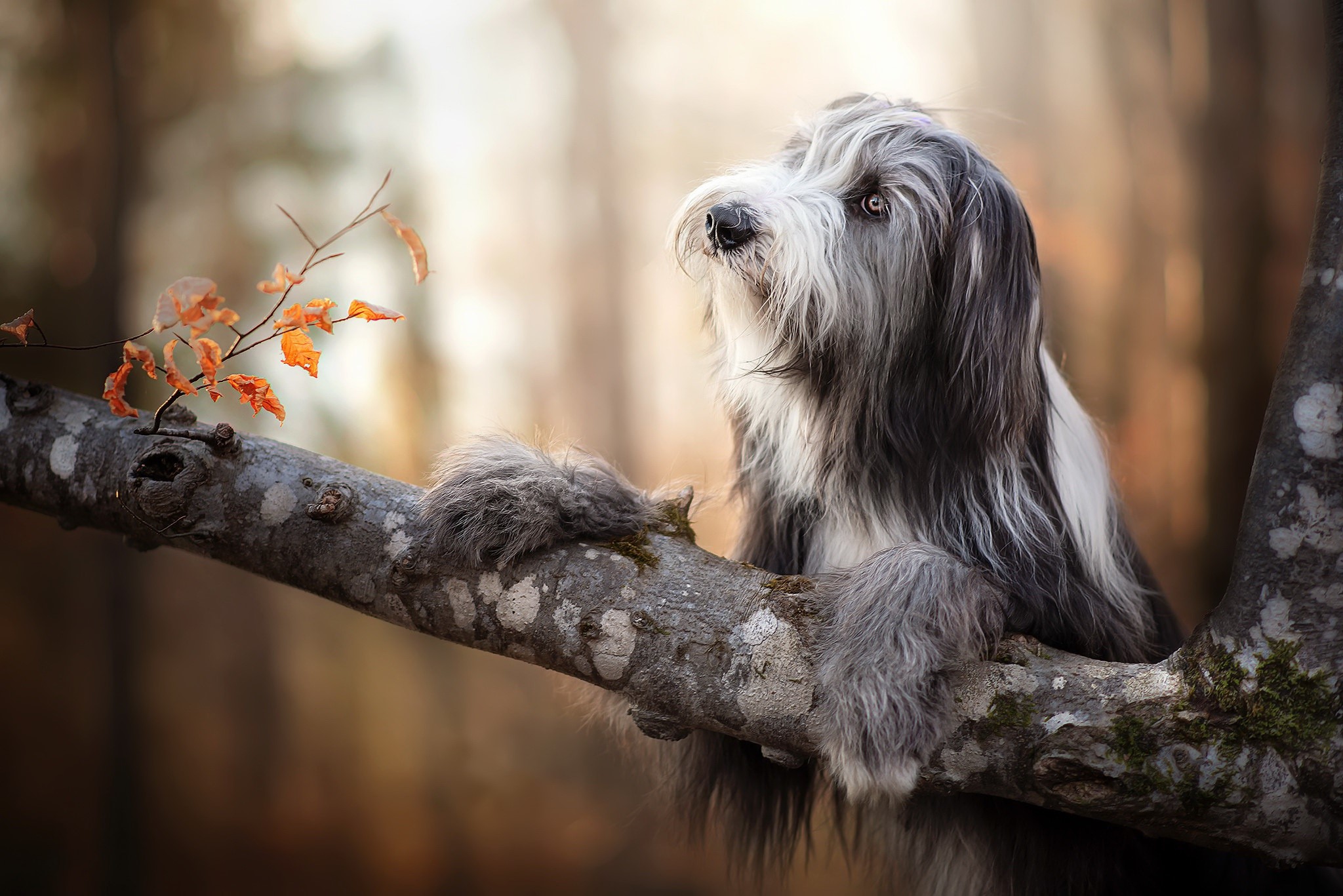 Bearded Collie dog on a tree branch in autumn forest HD Wallpaper