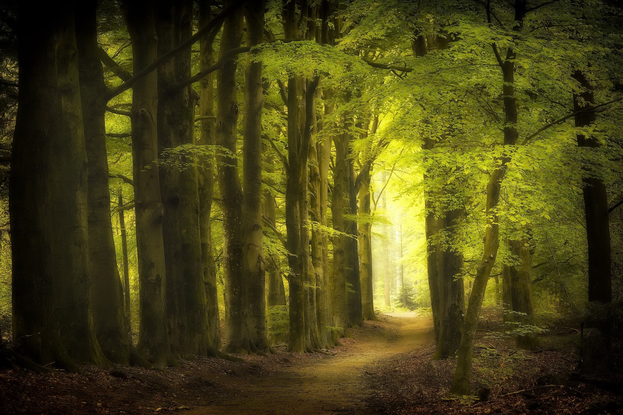A path through a sunlit forest with tall trees HD Wallpaper