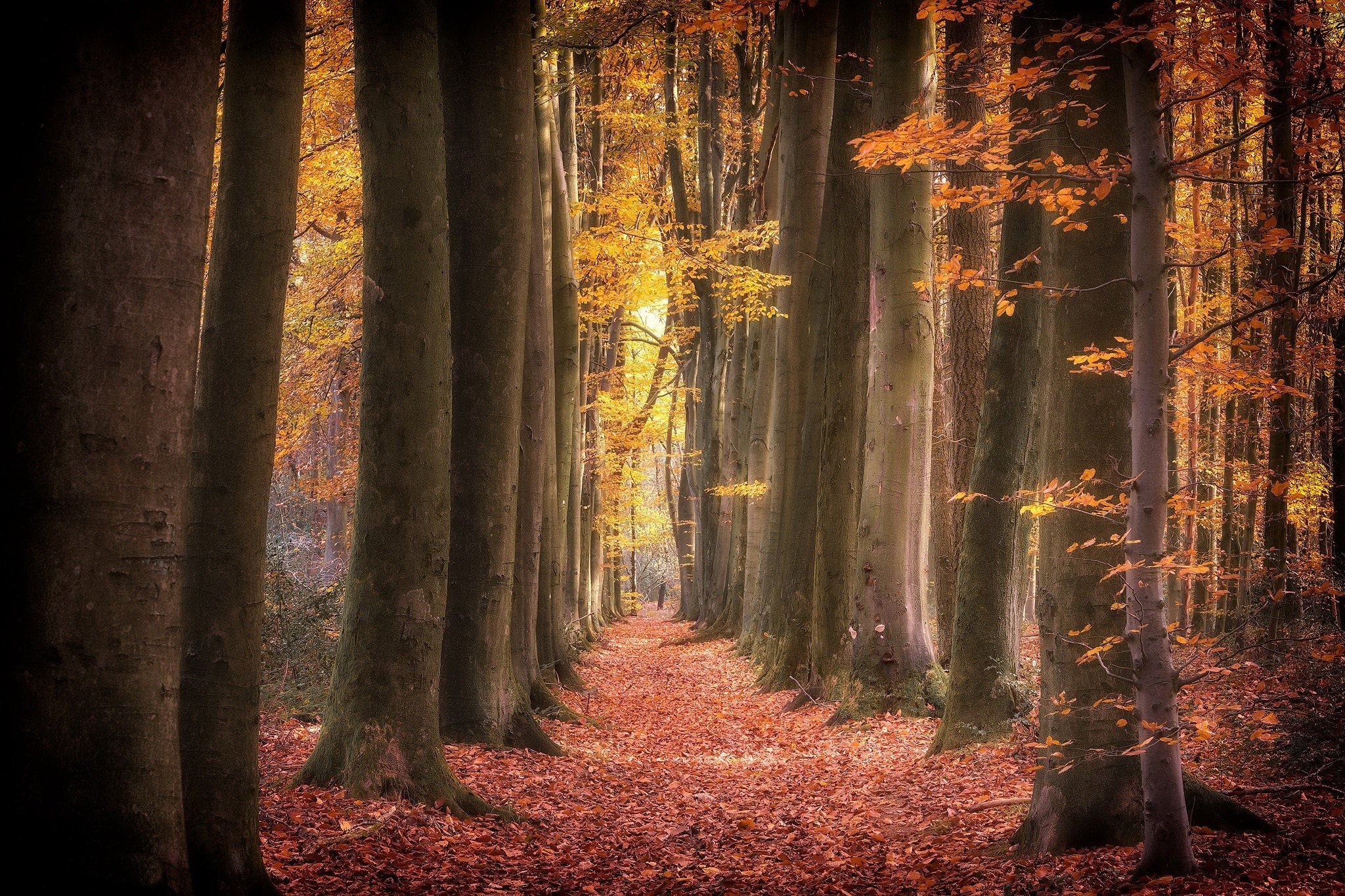 A path through a forest in autumn HD Wallpaper