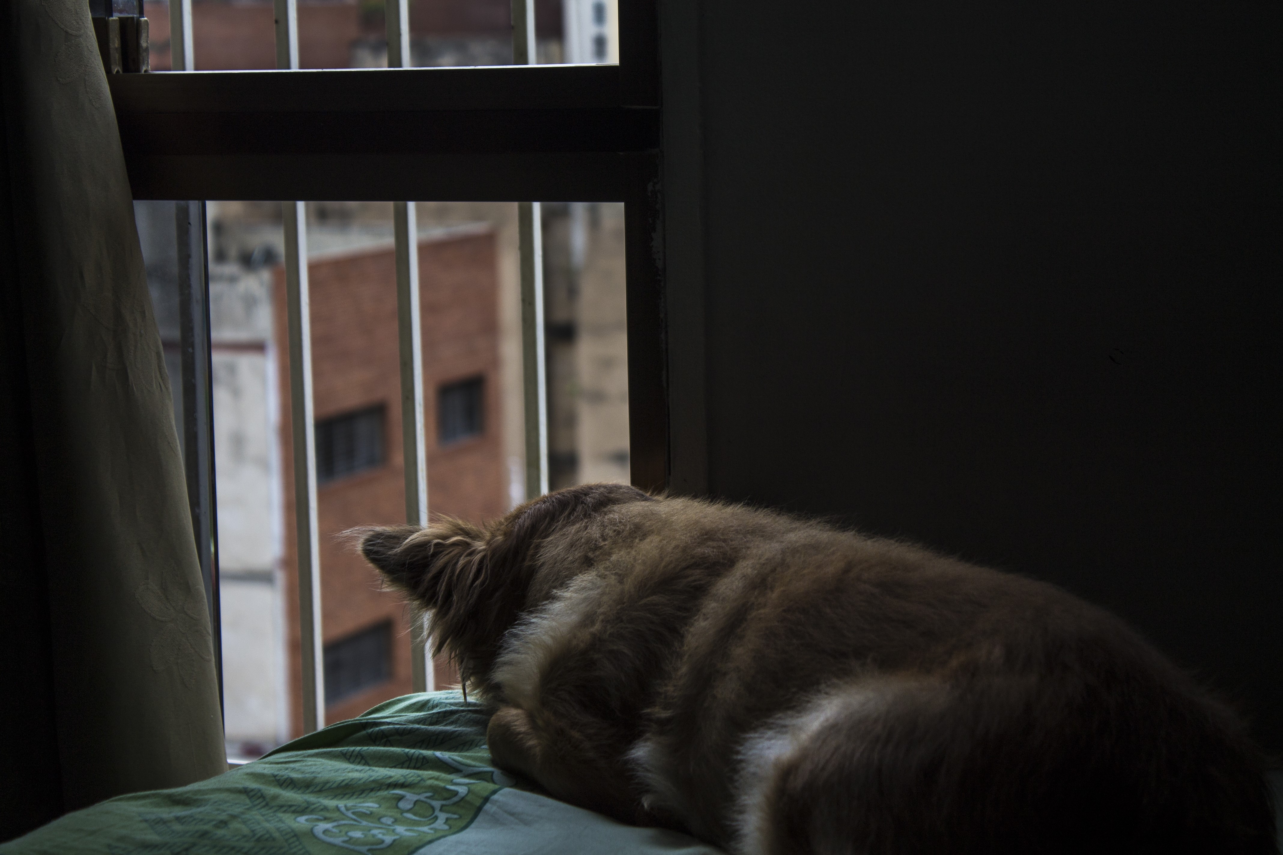 Dog looking out a window HD Wallpaper
