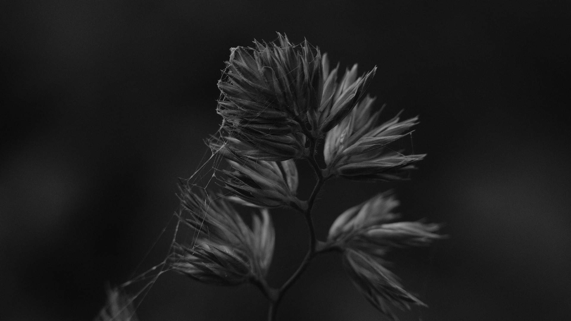 Close-up of a grass seed head with spiderwebs HD Wallpaper