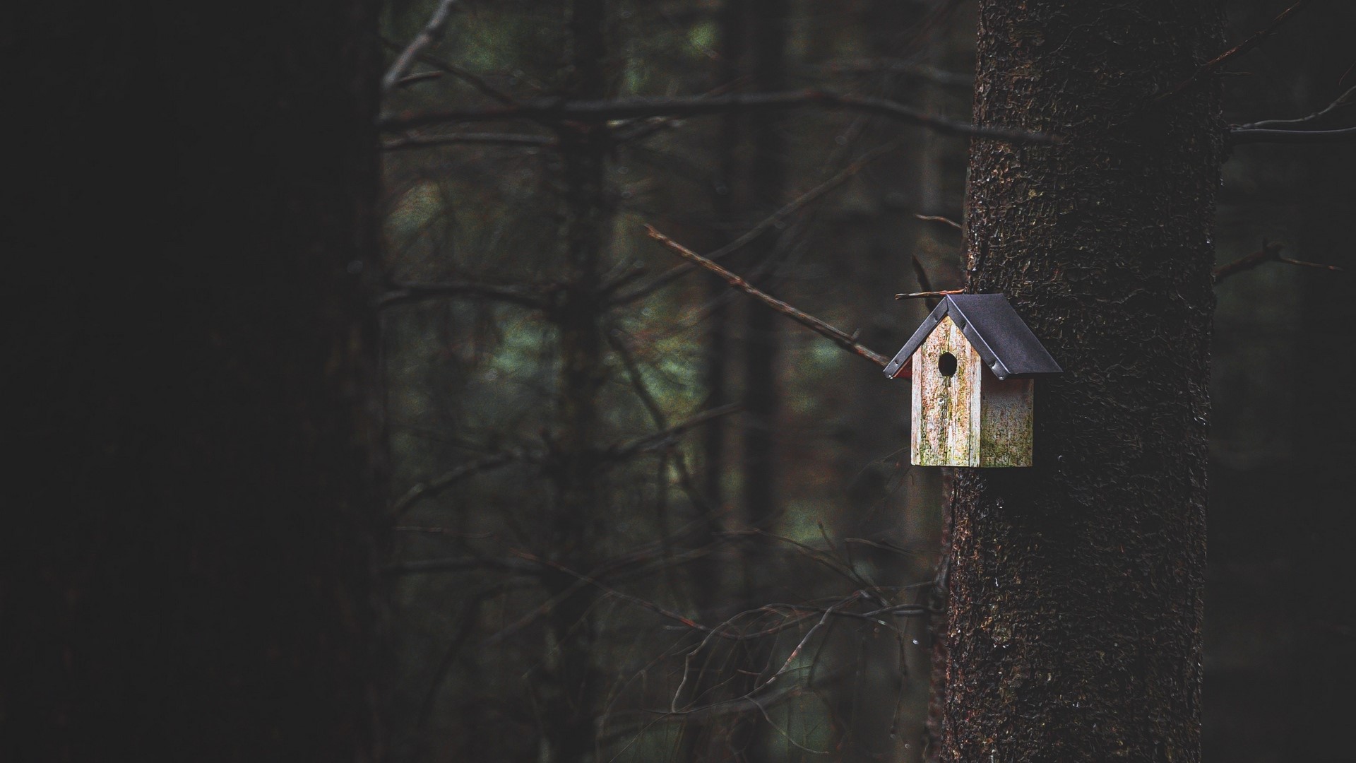 Birdhouse on a tree in a dark forest HD Wallpaper