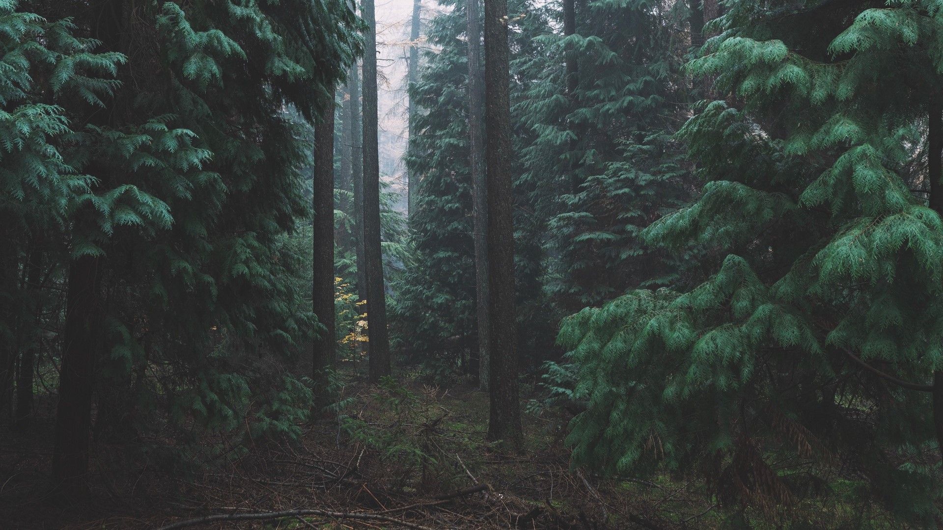 Misty forest with tall pine trees HD Wallpaper