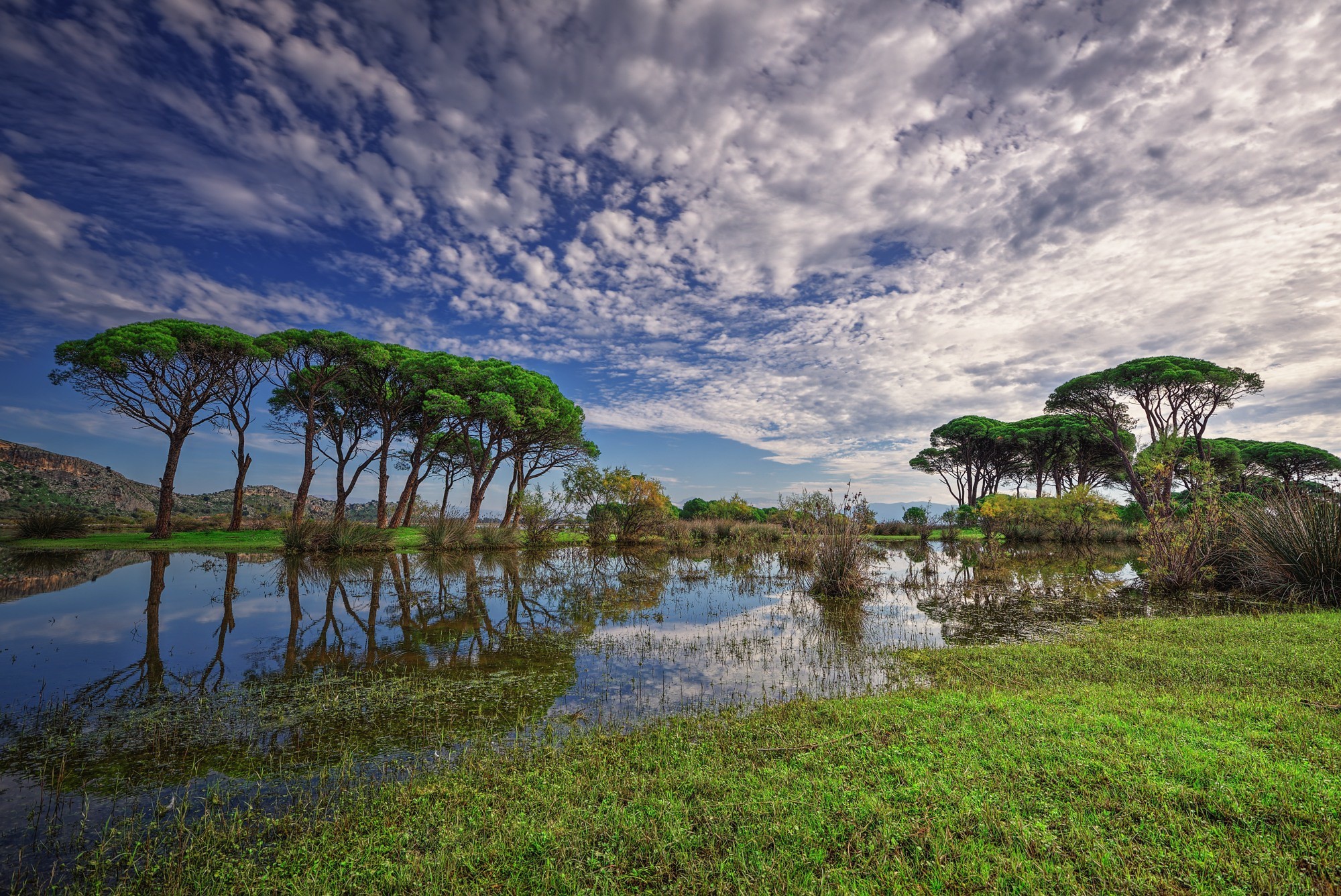 Pine trees reflected in a calm lake under a cloudy sky HD Wallpaper