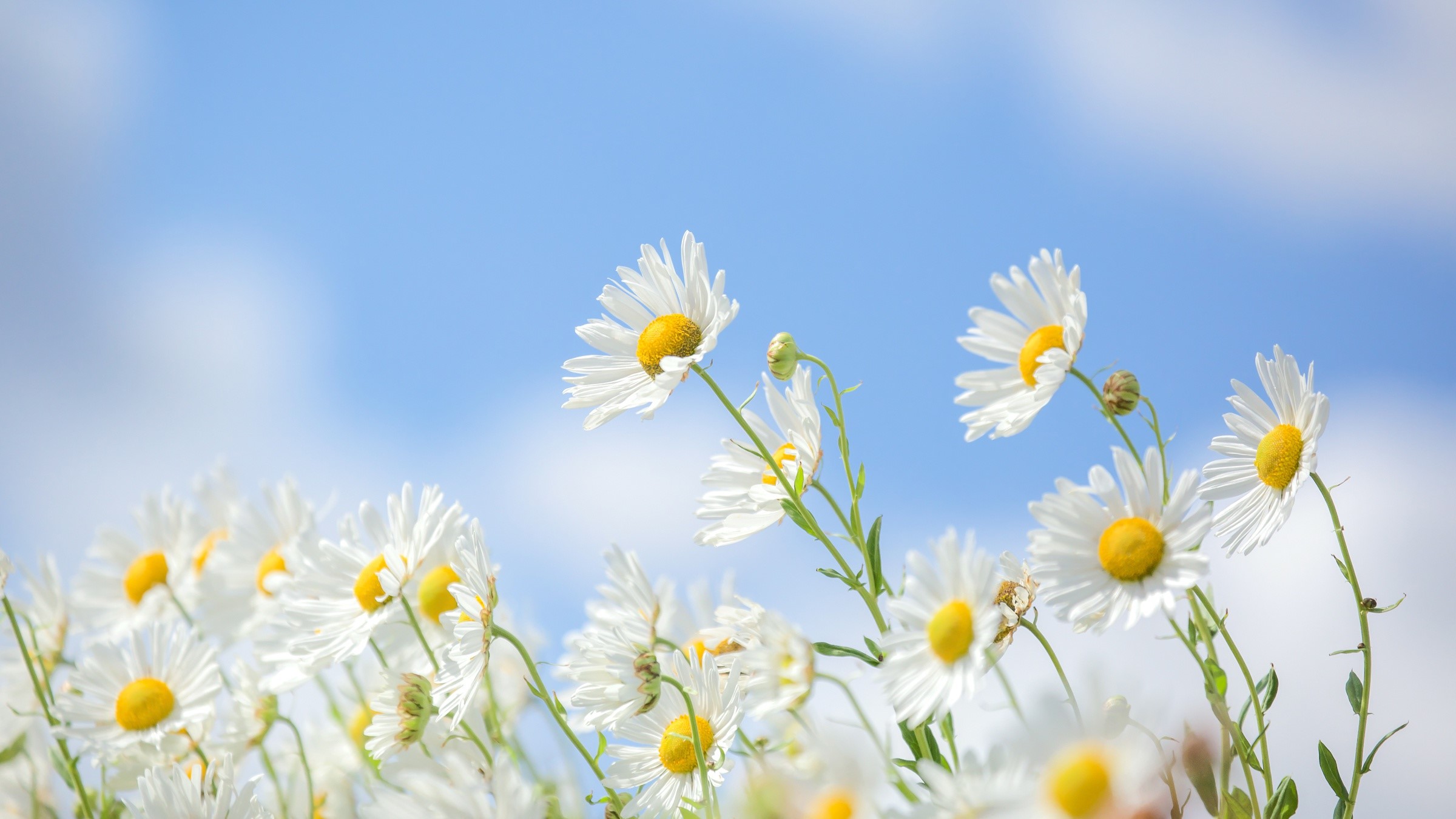White daisies against a blue sky with clouds HD Wallpaper