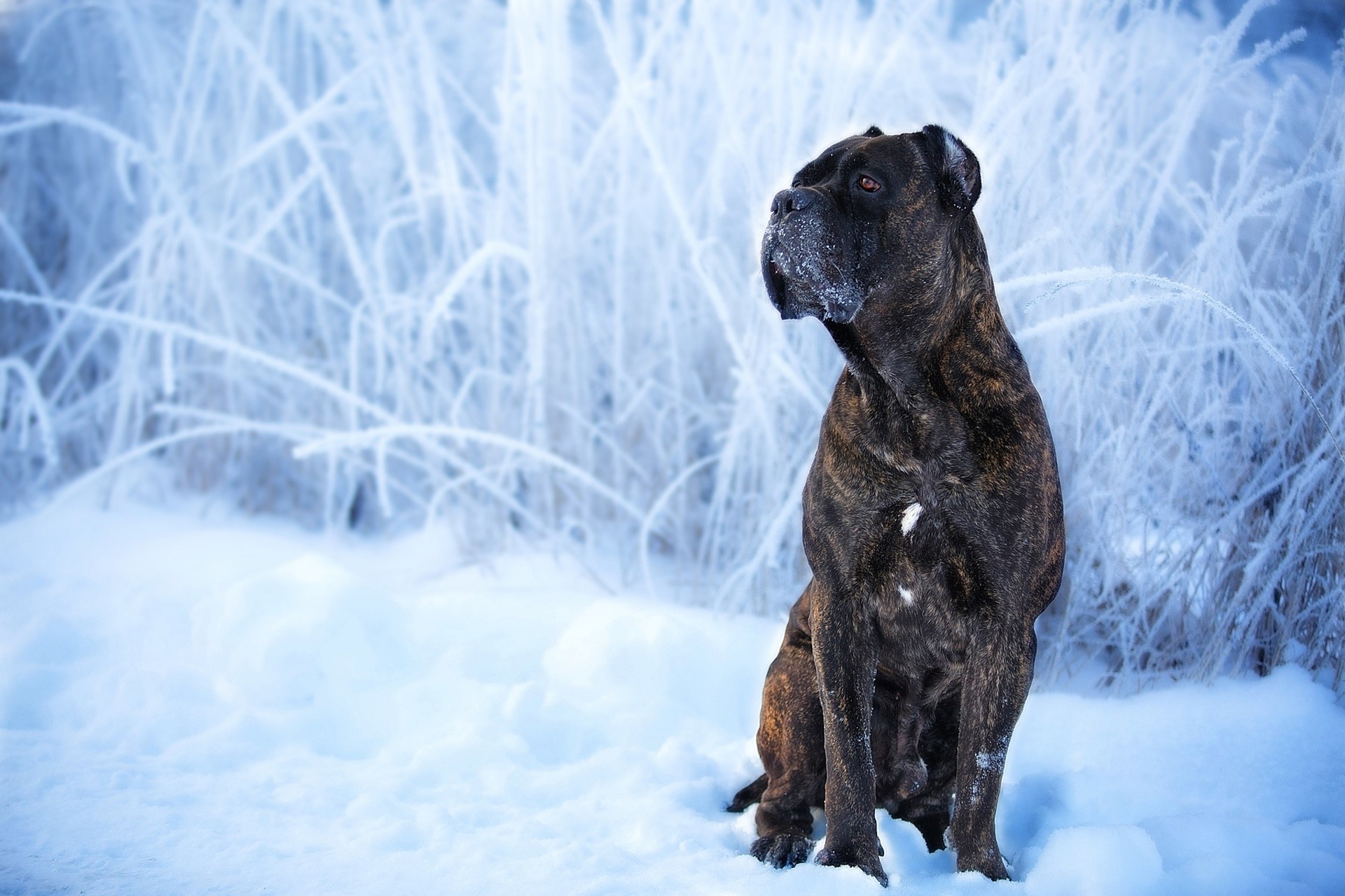 Cane Corso dog sitting in the snow during winter HD Wallpaper
