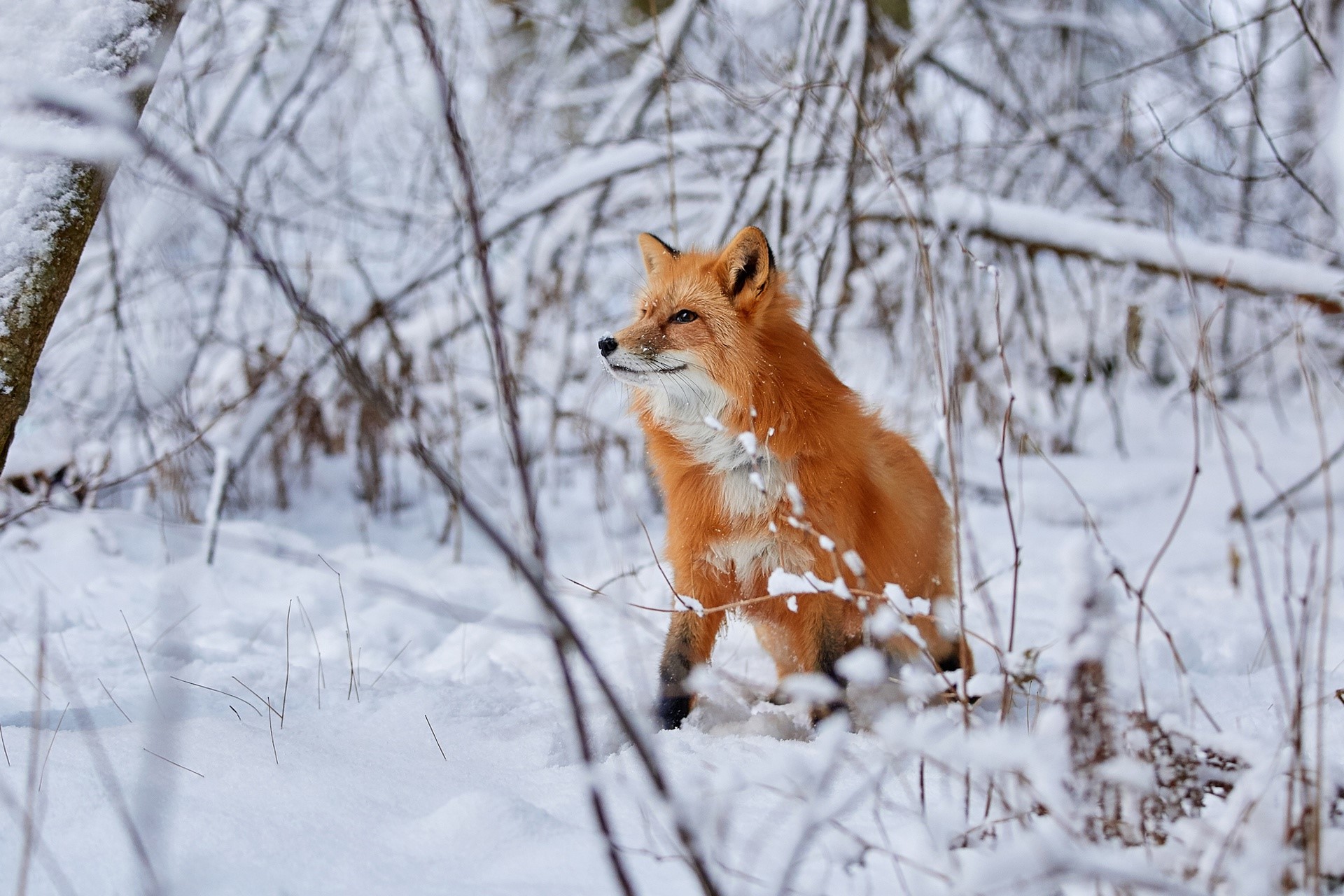 Red fox in a snowy forest HD Wallpaper