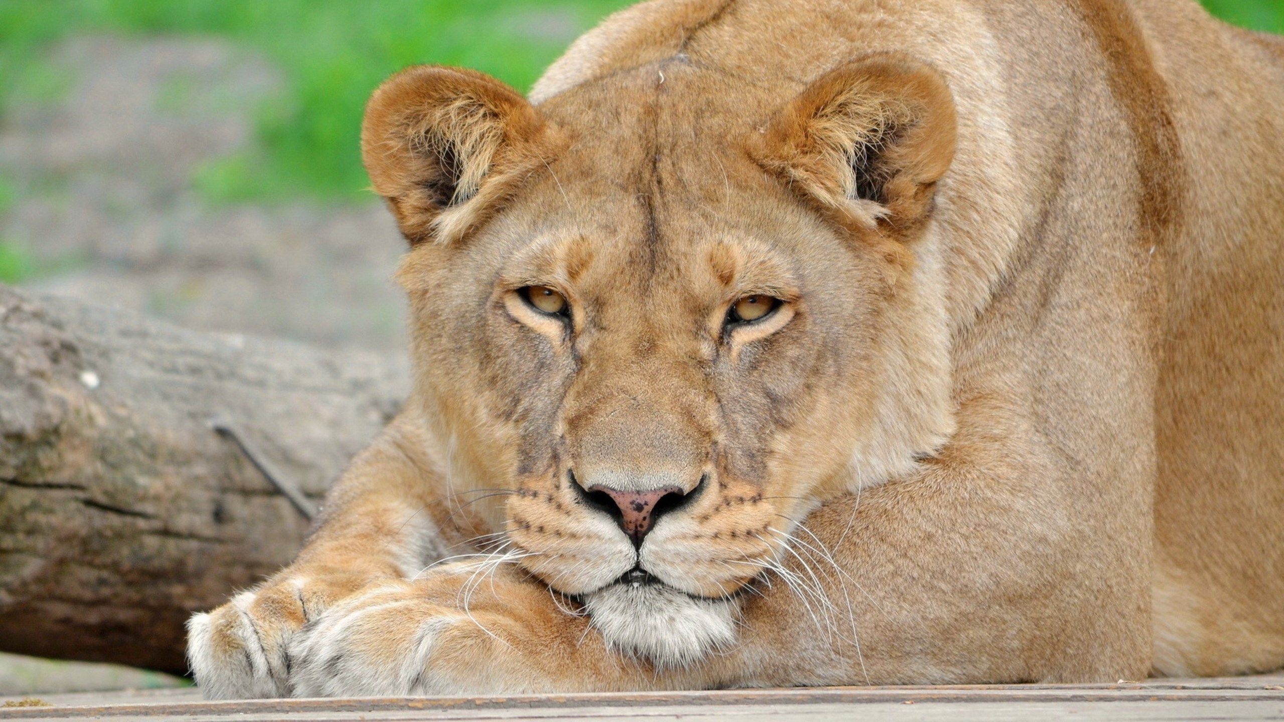 1408249 Lioness Animals Hd 4k Rare Gallery HD Wallpapers 1408249 Lioness Animals Hd 4k Rare Gallery HD Wallpapers