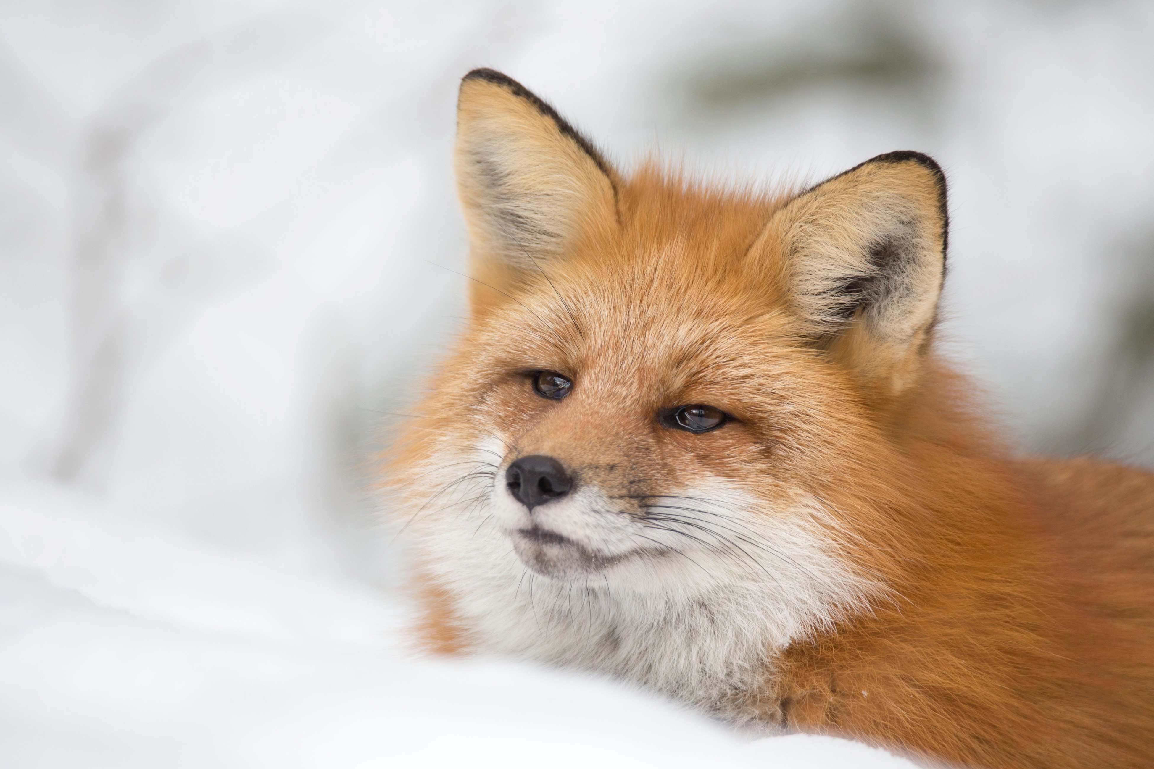 Red fox in the snow HD Wallpaper