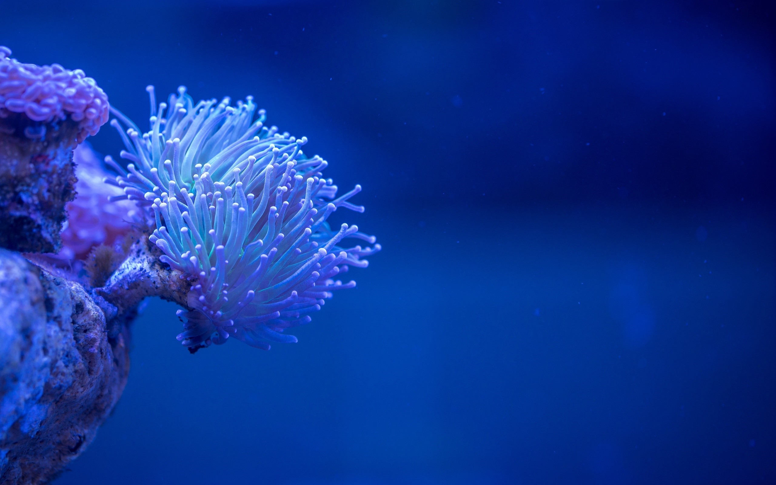 Underwater coral reef with blue water HD Wallpaper