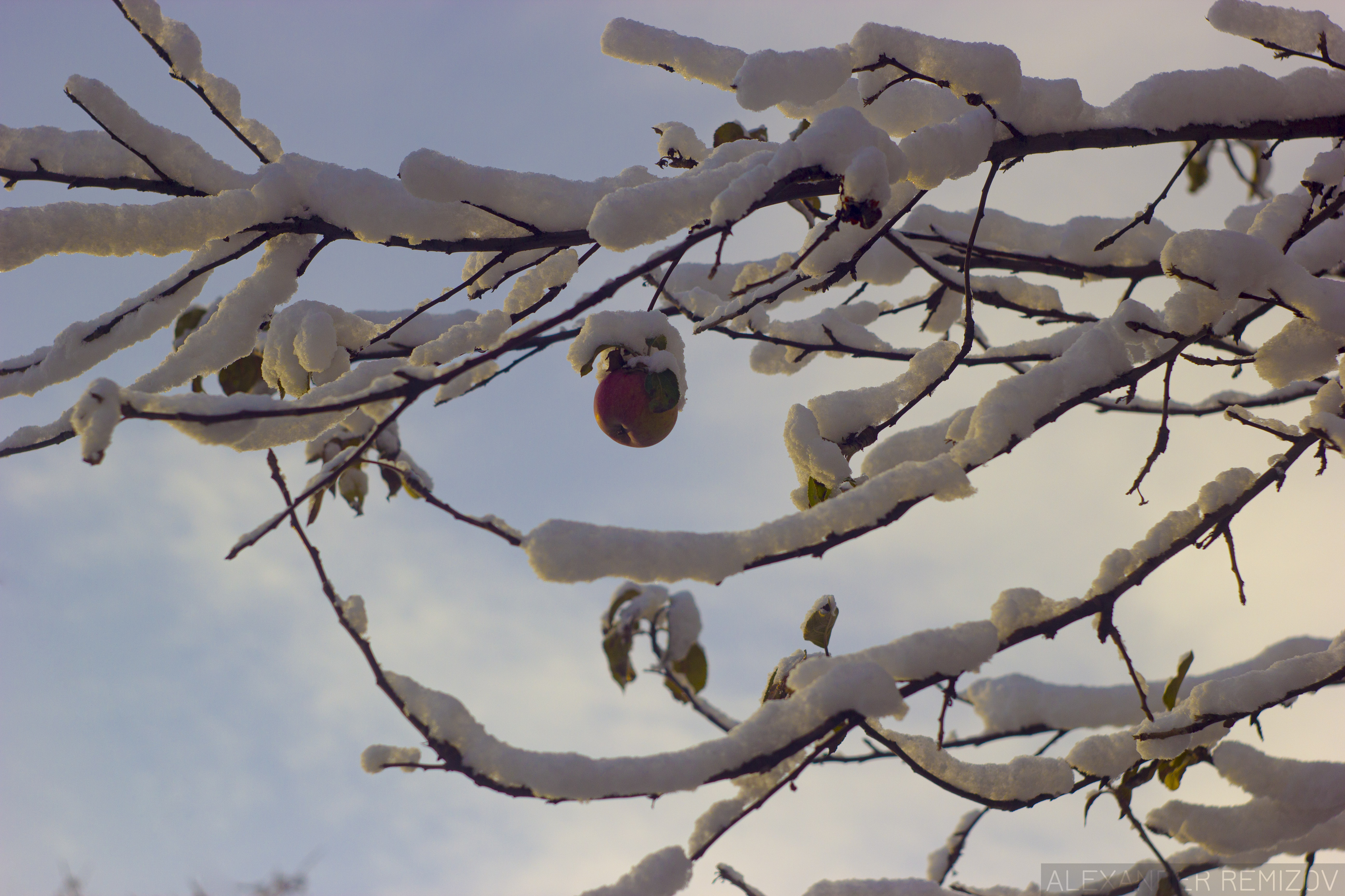 Apple on a snow-covered branch HD Wallpaper