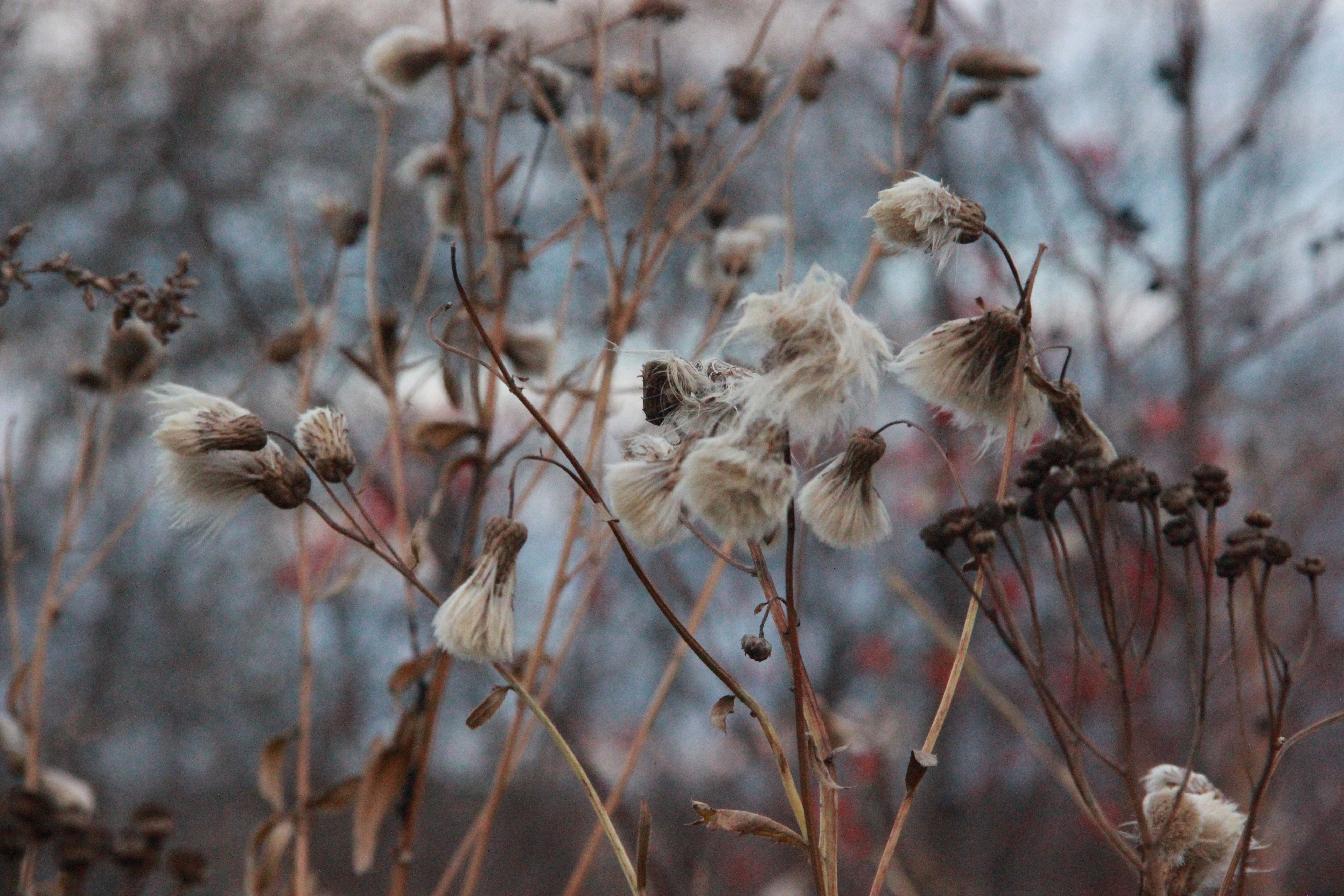 Macro photography of dried plants in fall HD Wallpaper