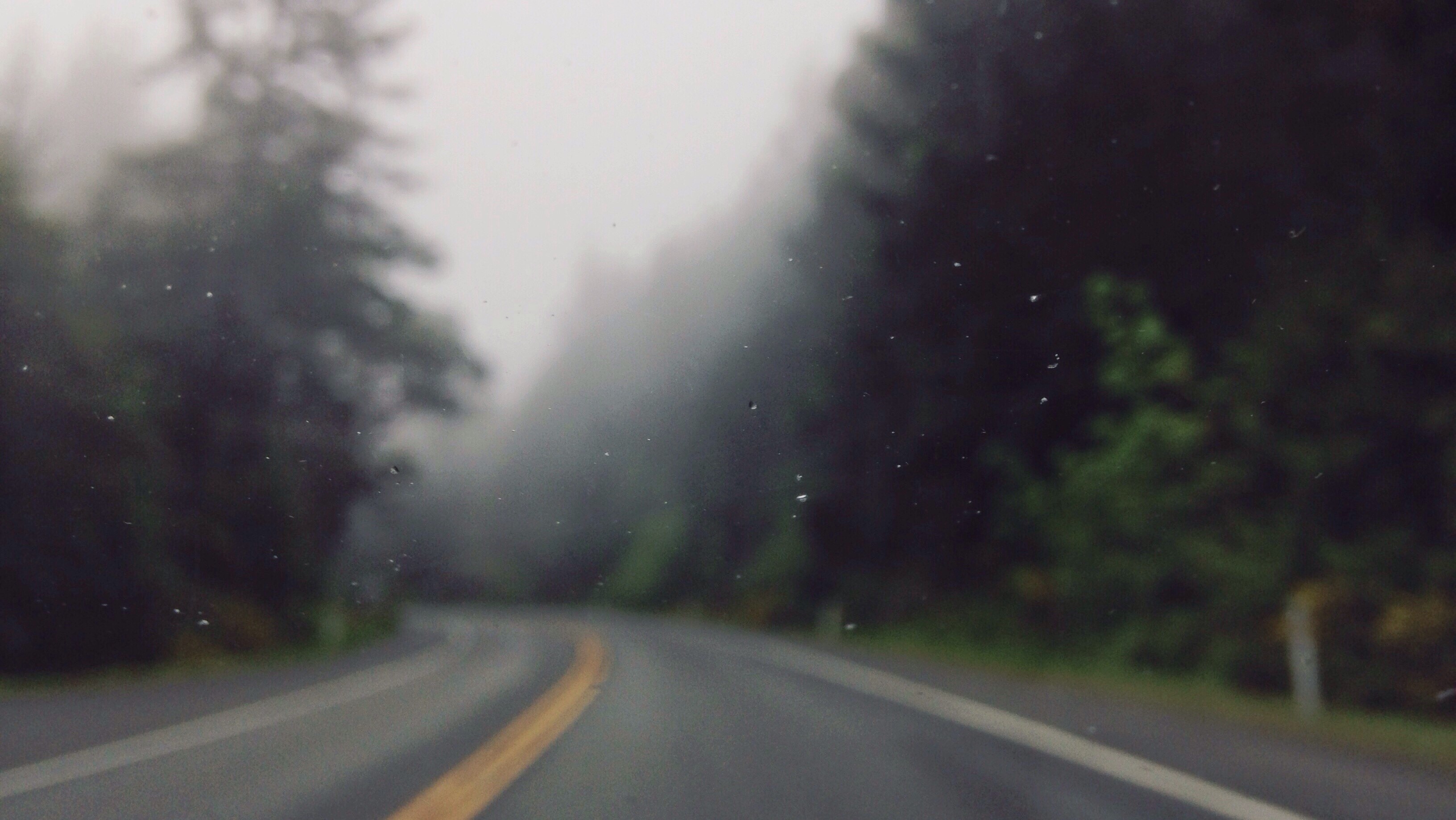 Road through a foggy forest with water drops HD Wallpaper