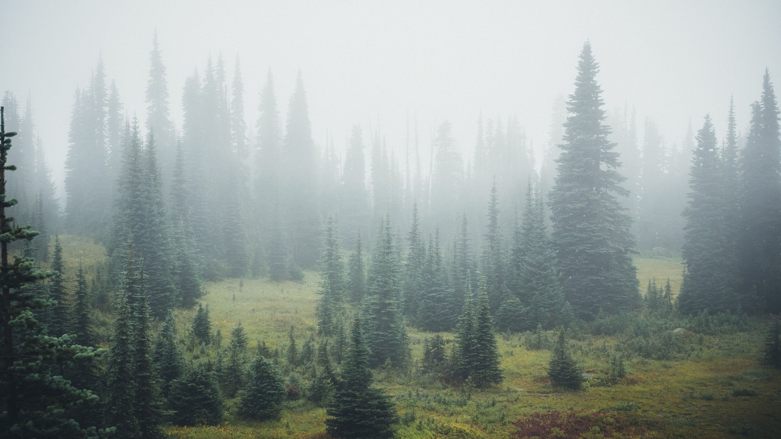 Misty forest with tall evergreen trees HD Wallpaper