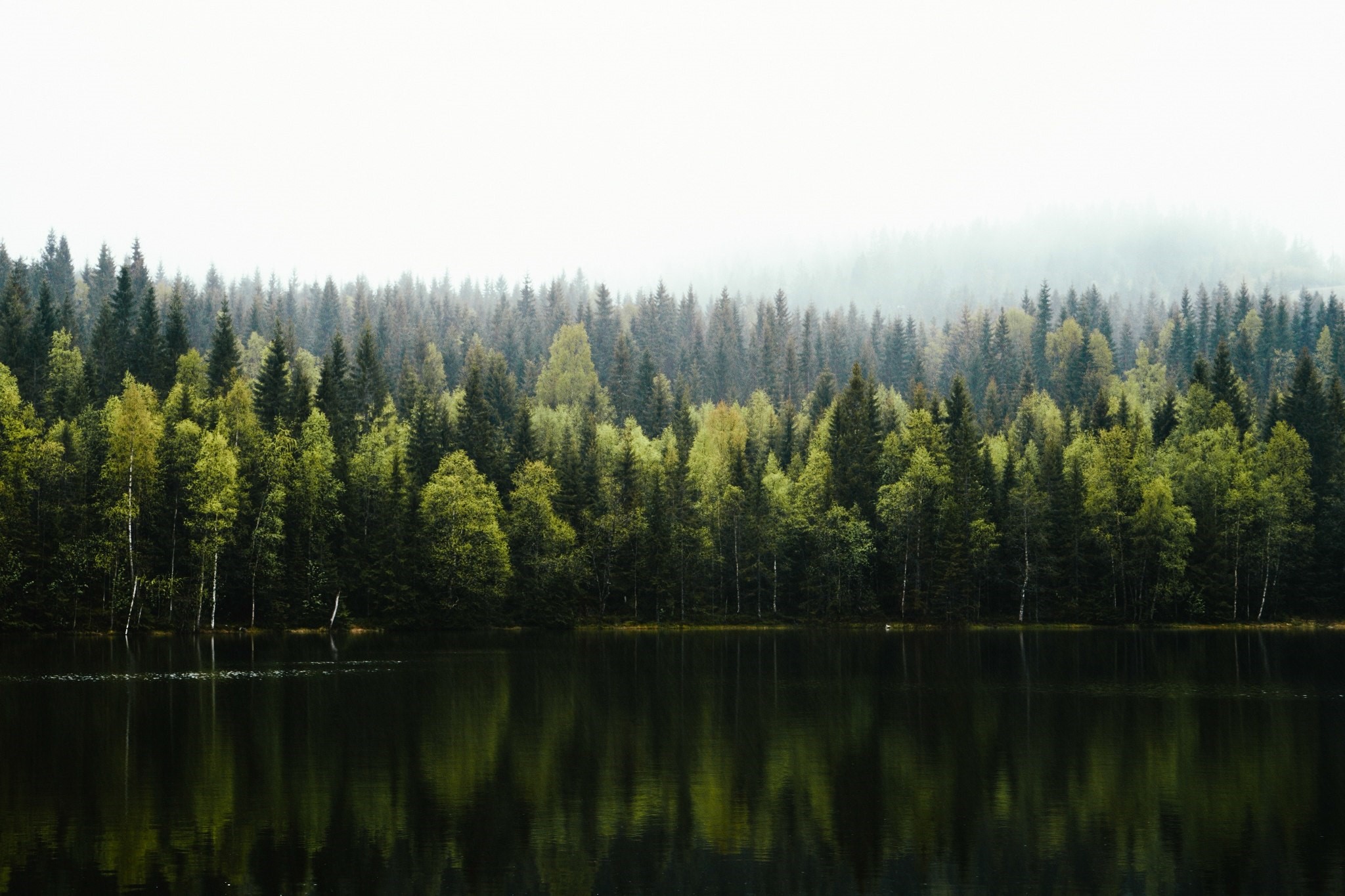 Forest reflected in a calm lake HD Wallpaper