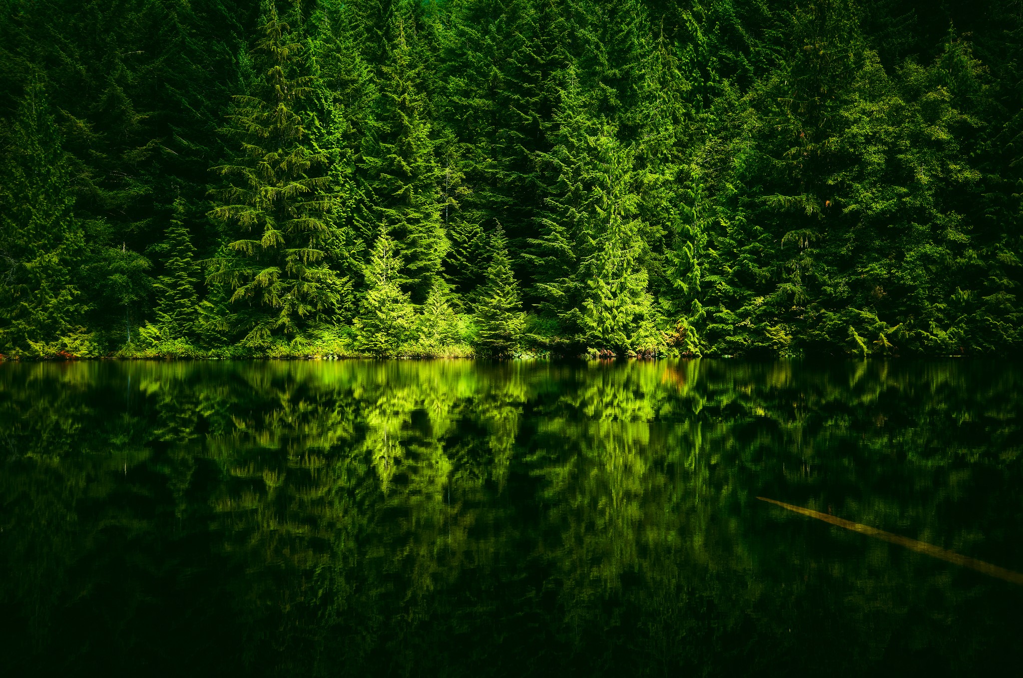 Green forest reflected in dark water HD Wallpaper
