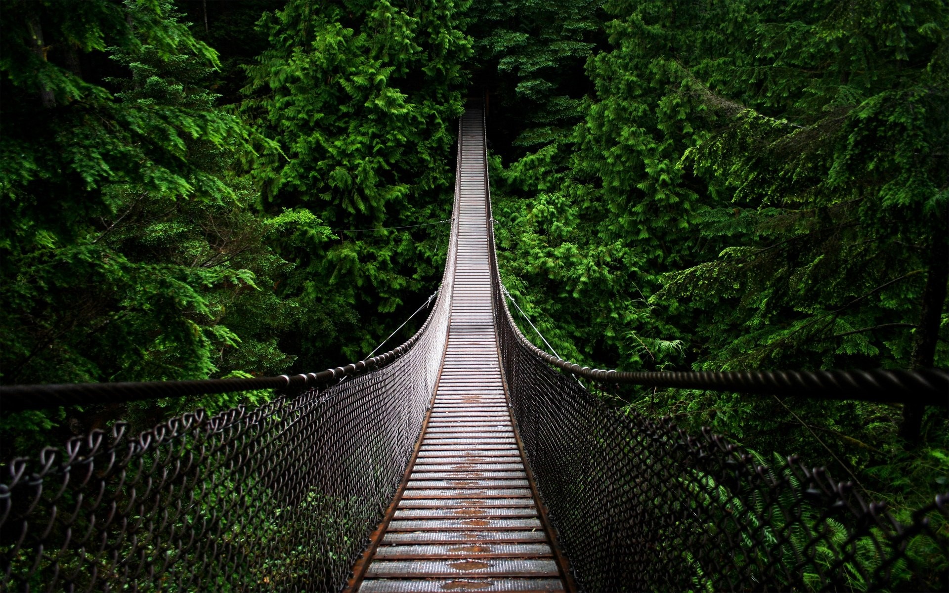 Suspension bridge through a dense green forest HD Wallpaper