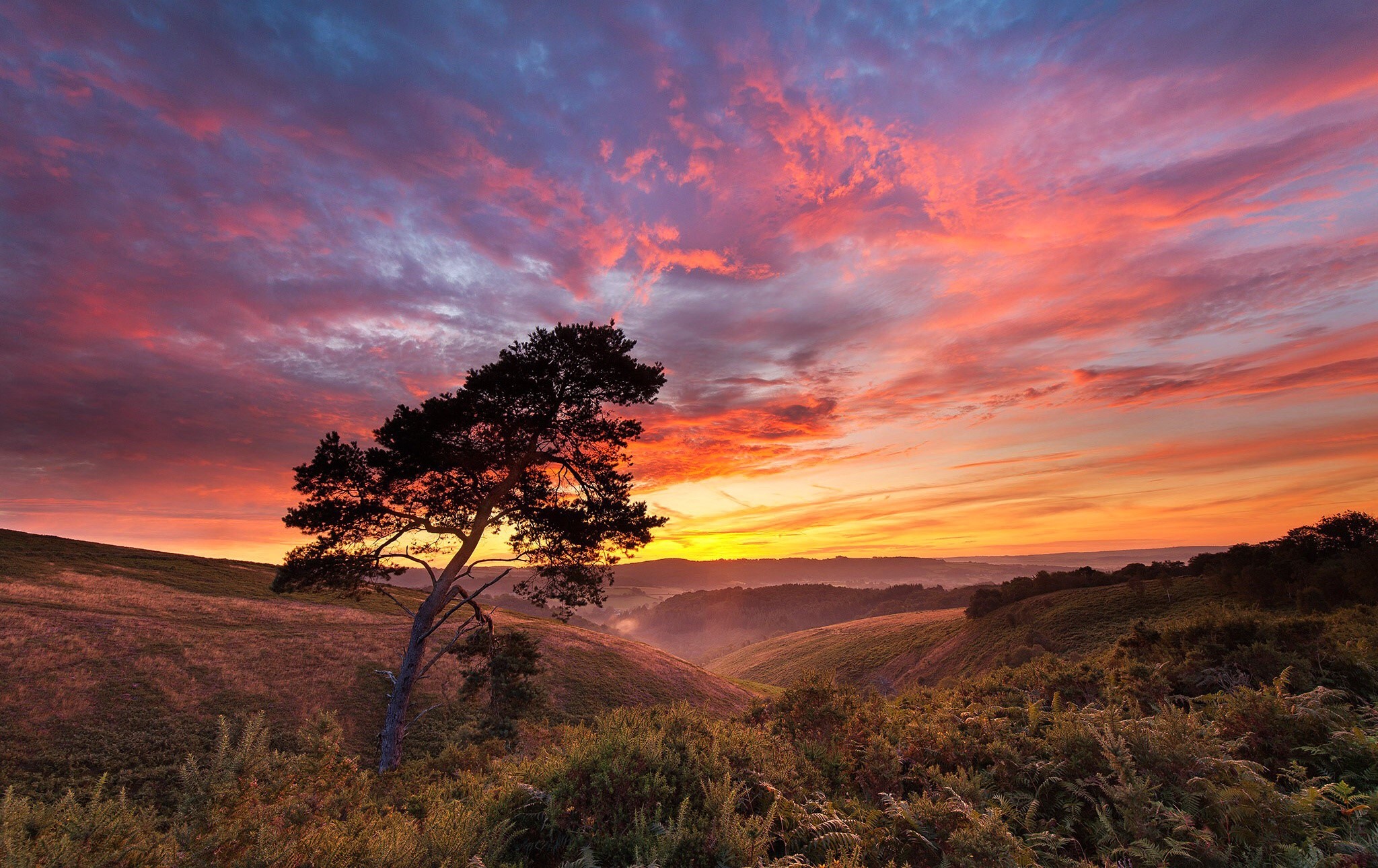 Silhouette of a lone tree against a vibrant sunset sky HD Wallpaper