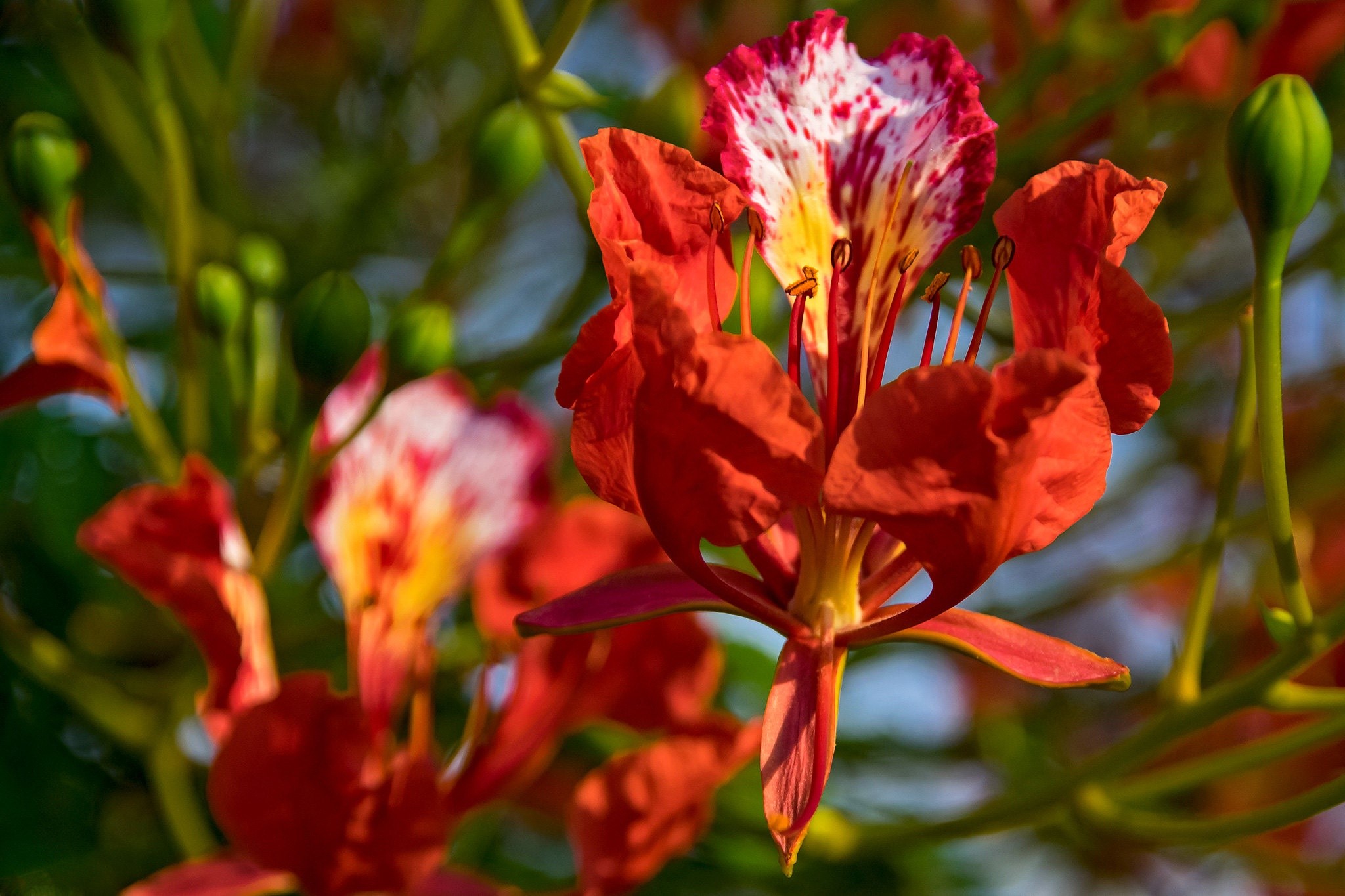 Close-up of vibrant red and white flowers HD Wallpaper