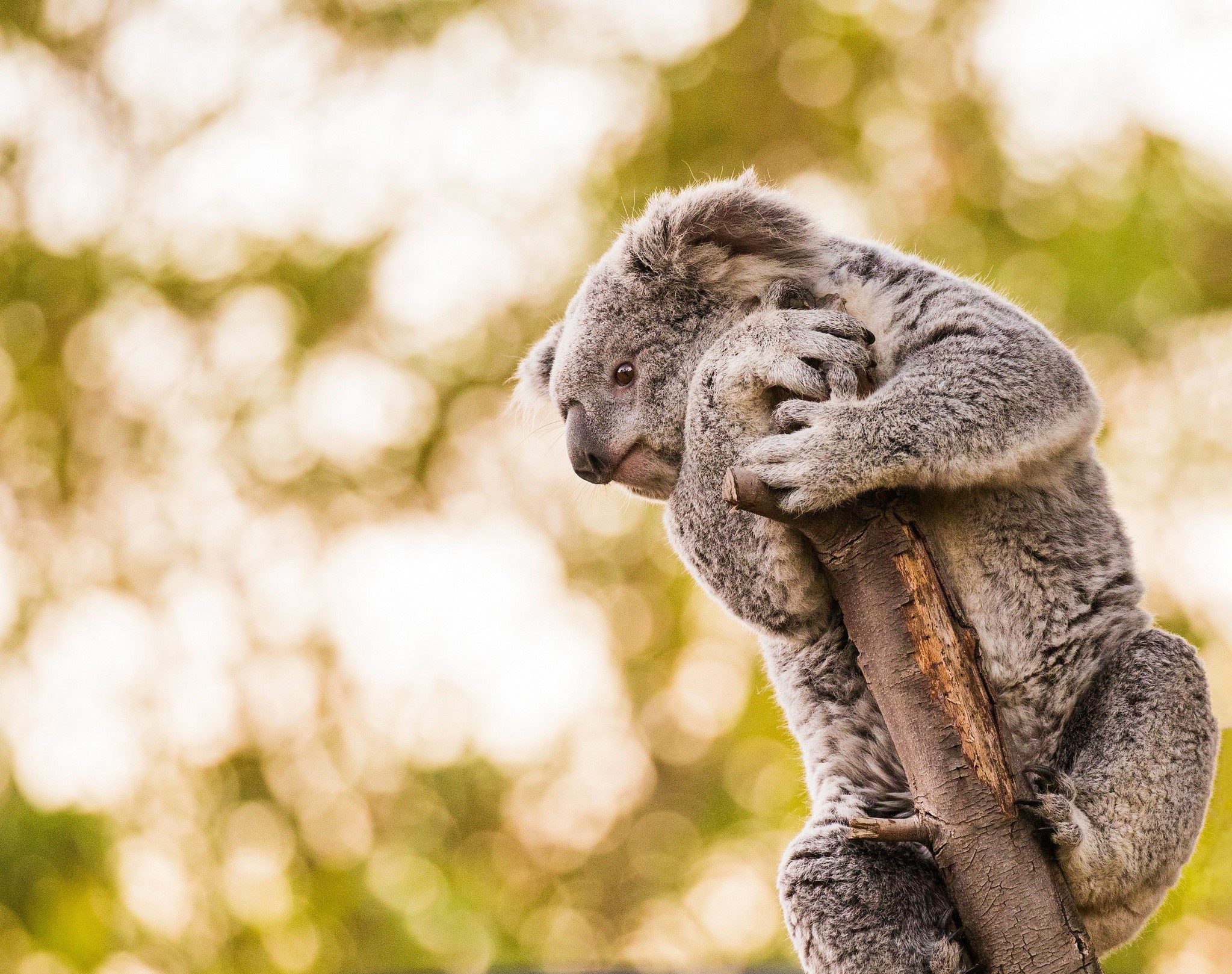 Koala clinging to a tree branch HD Wallpaper