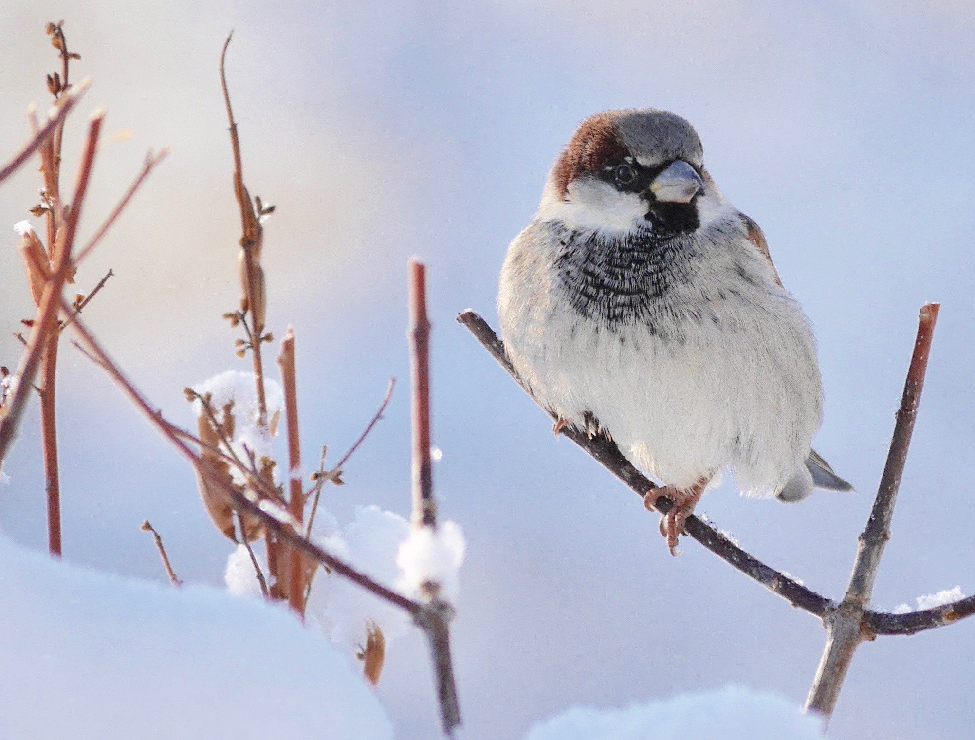 Sparrow perched on a branch in the snow HD Wallpaper