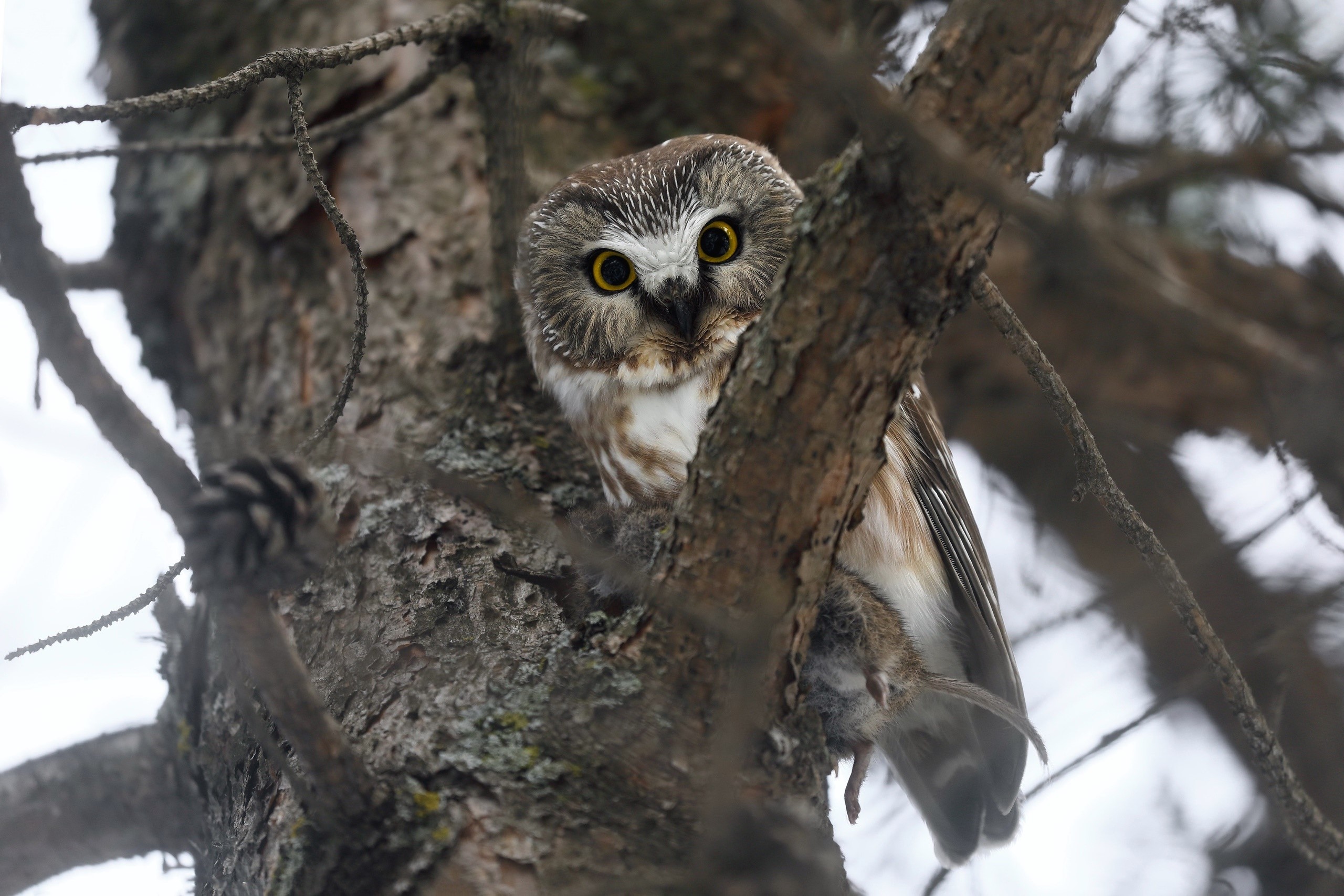 Northern Saw-whet owl perched on a tree branch HD Wallpaper