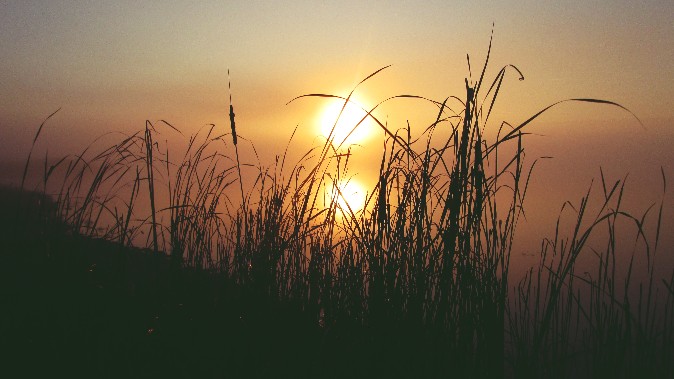 Tall grass silhouetted against the setting sun over a lake HD Wallpaper