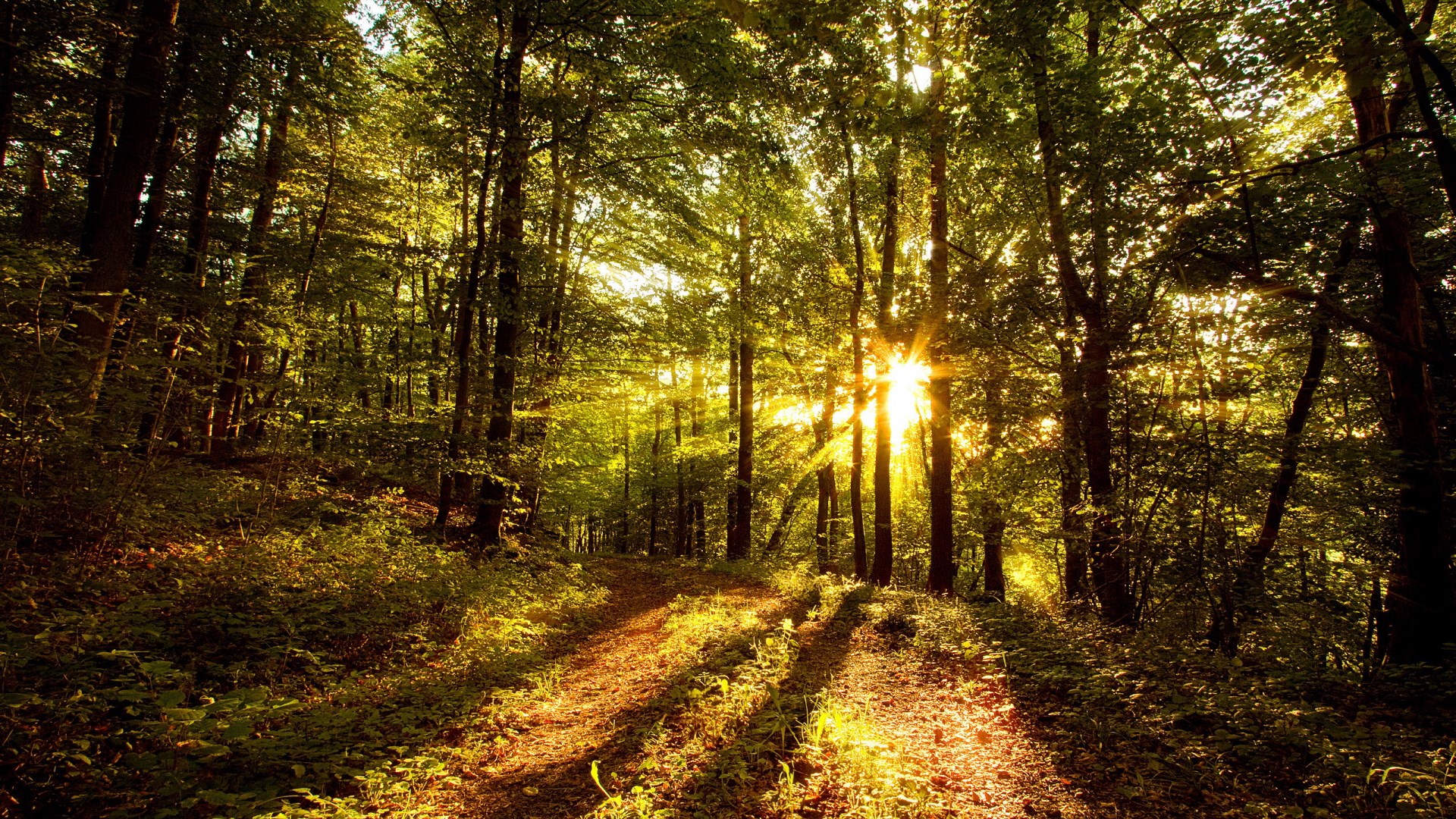 Sunlight filtering through a forest path HD Wallpaper