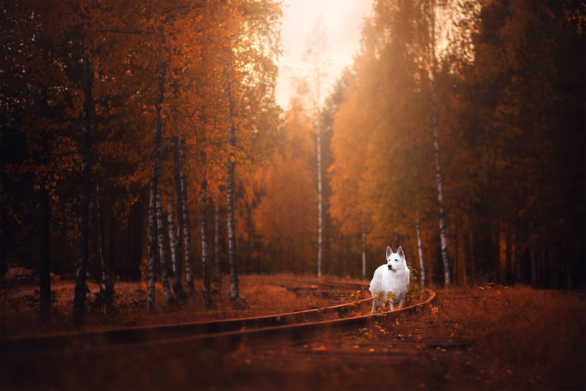 White dog on train tracks in autumn forest HD Wallpaper