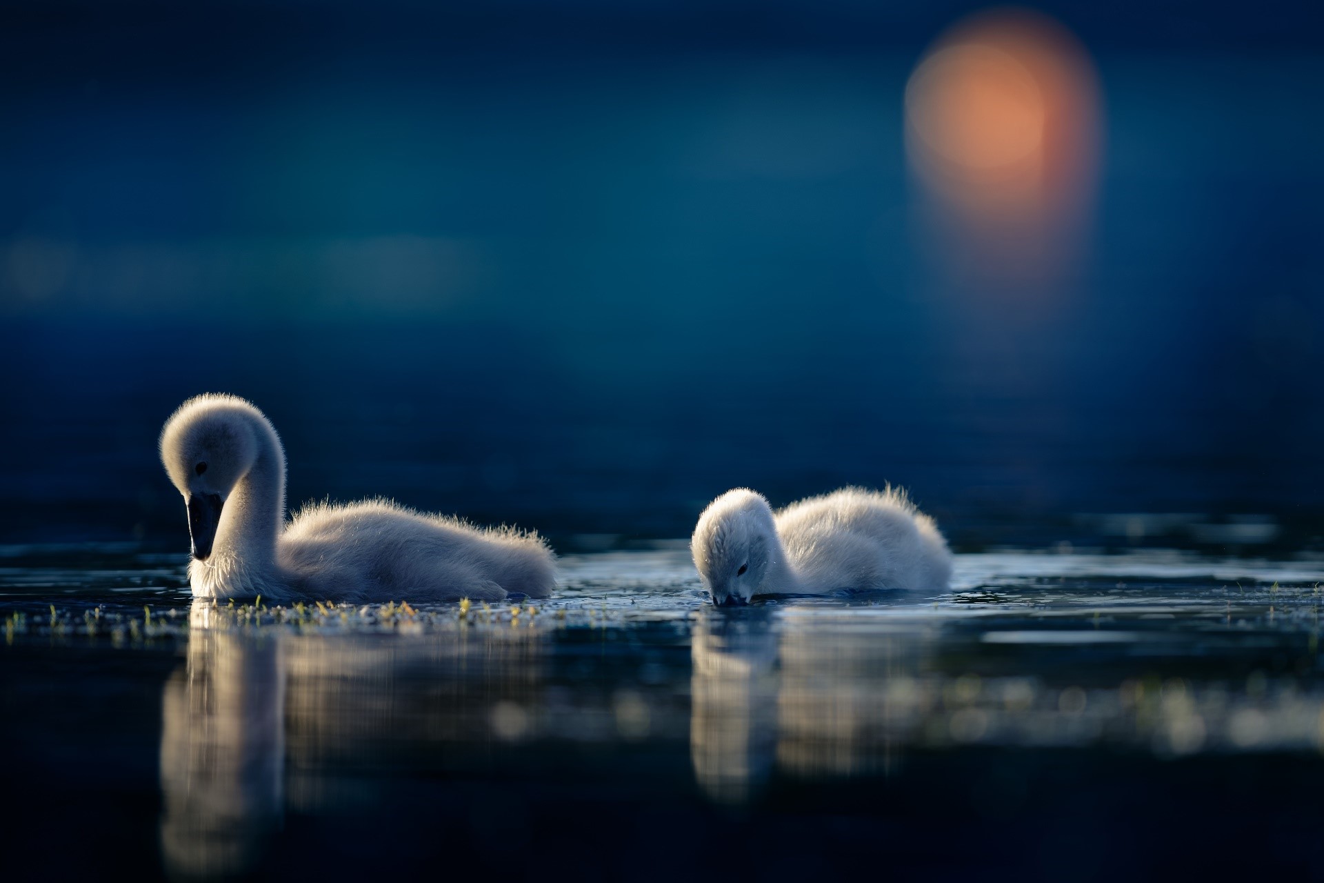 Two baby swans swimming in dark water at dusk HD Wallpaper